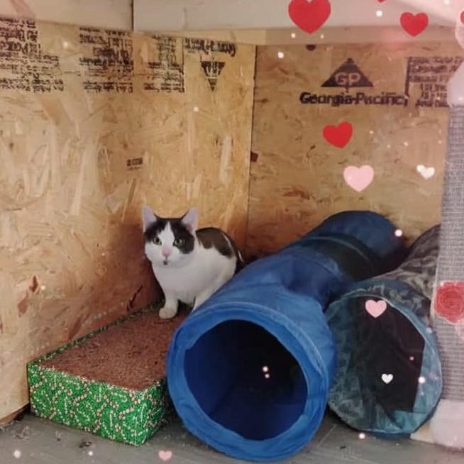 Enlarge Ron, a ADOPTABLE Domestic Short Hair in Salisbury, MD image 1/1