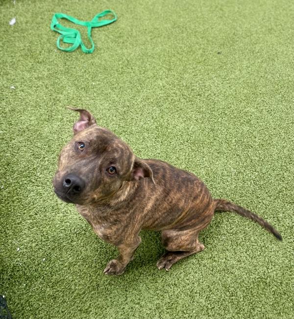 Enlarge Tracy, a Adoptable mixed breed in Lafayette, LA image 1/5