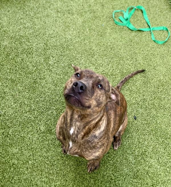 Enlarge Tracy, a Adoptable mixed breed in Lafayette, LA image 2/5