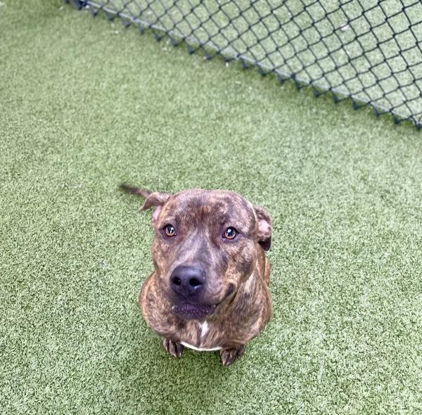 Enlarge Tracy, a Adoptable mixed breed in Lafayette, LA image 3/5