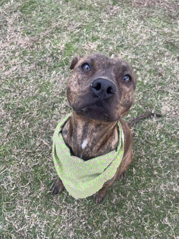 Enlarge Tracy, a Adoptable mixed breed in Lafayette, LA image 4/5