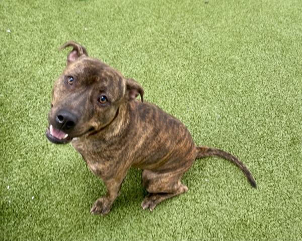 Enlarge Tracy, a Adoptable mixed breed in Lafayette, LA image 5/5