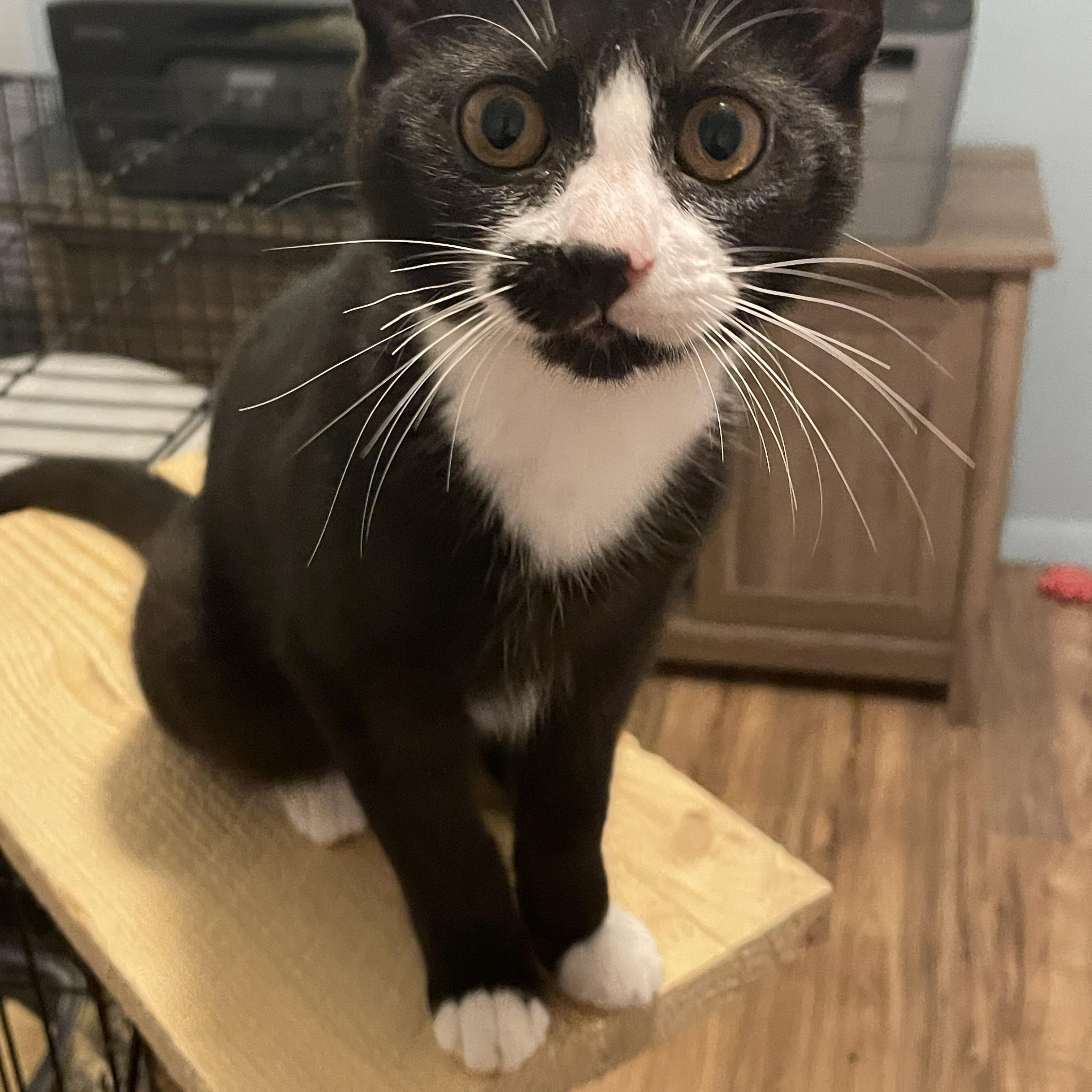 Enlarge Lily, a Adopted Domestic Short Hair in Douglas, MA image 2/6