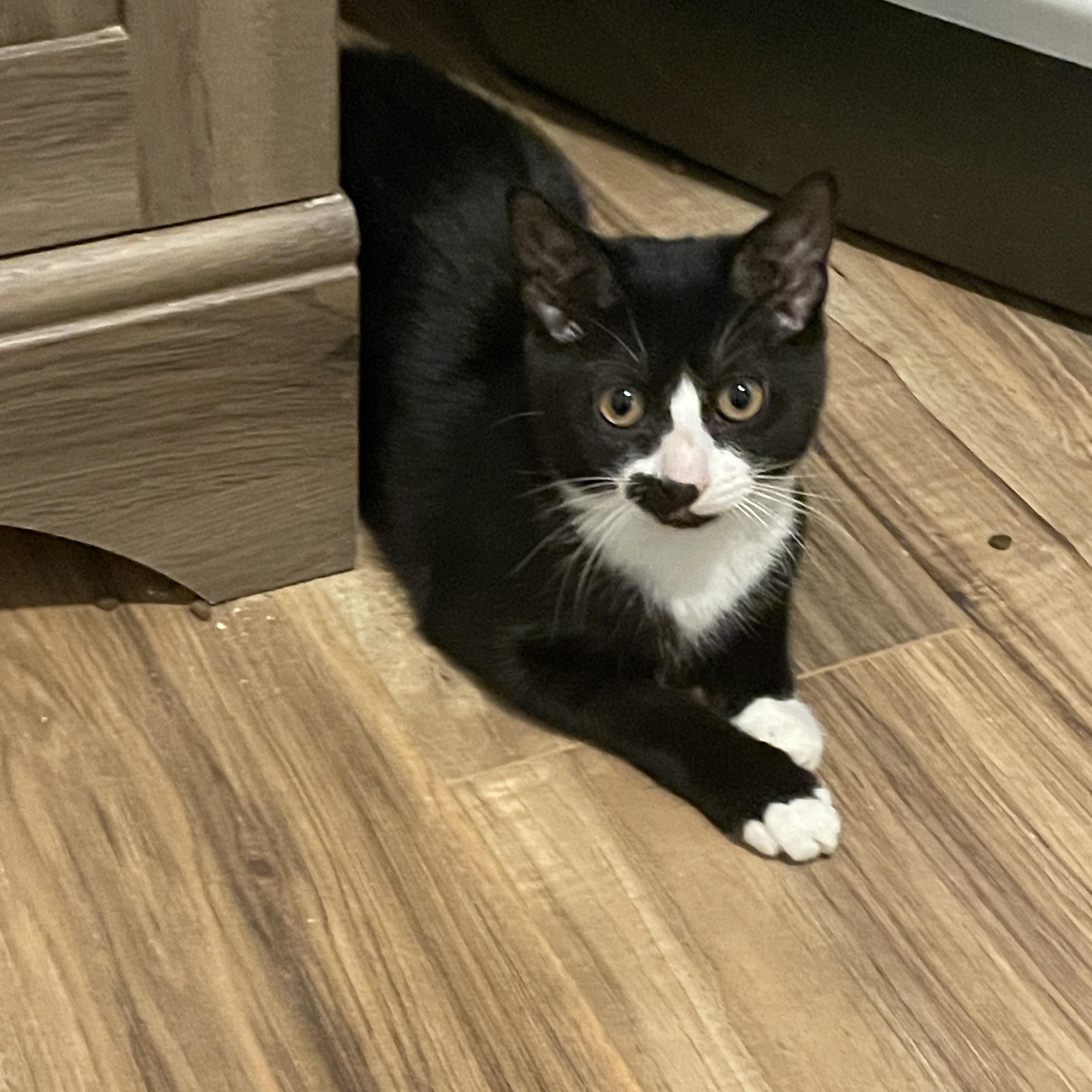 Enlarge Lily, a Adopted Domestic Short Hair in Douglas, MA image 5/6