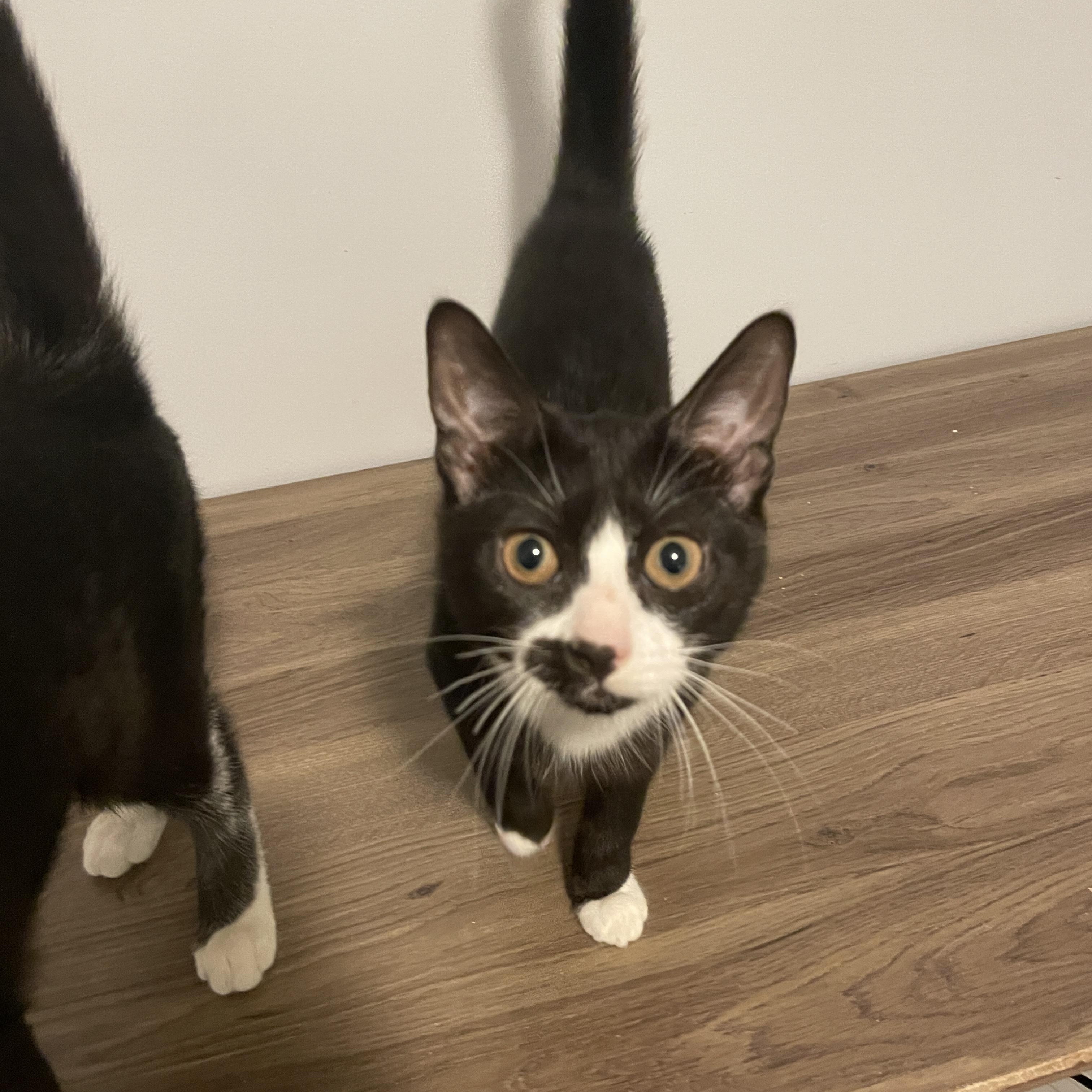 Lily, Adopted, Kitten Female Domestic Short Hair.