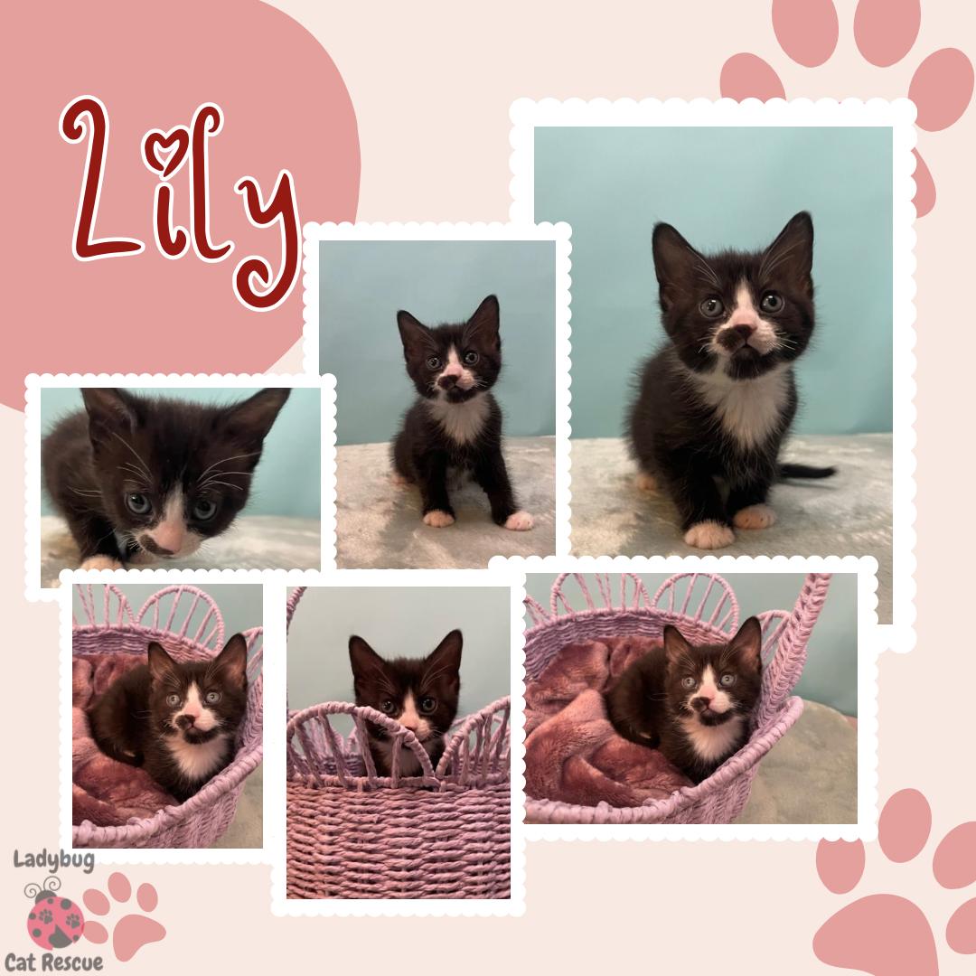 Enlarge Lily, a Adopted Domestic Short Hair in Douglas, MA image 6/6