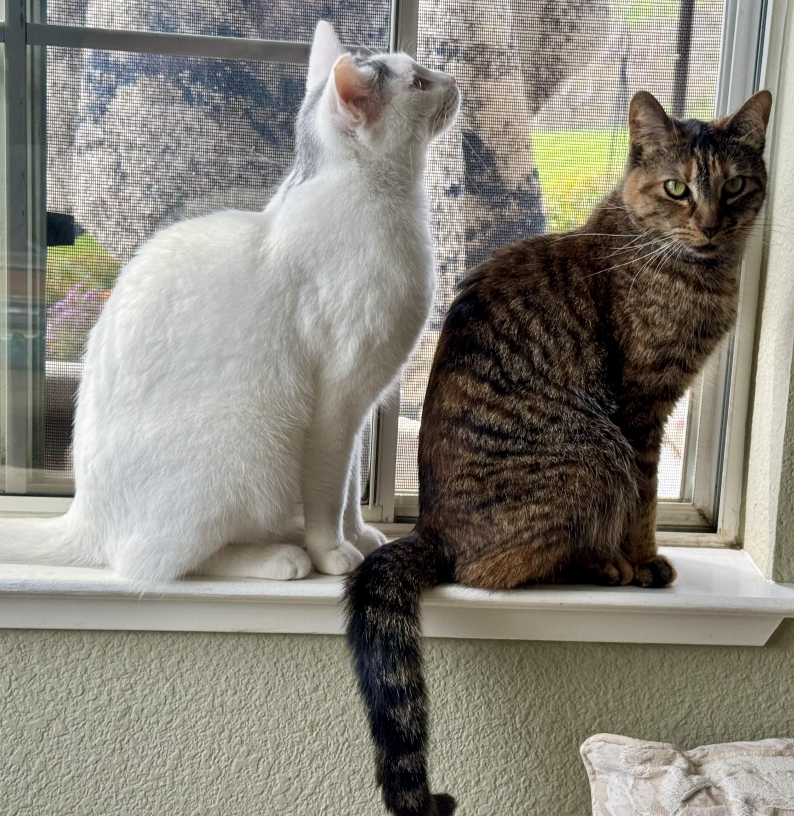 Gigi (loving / curious / playful)