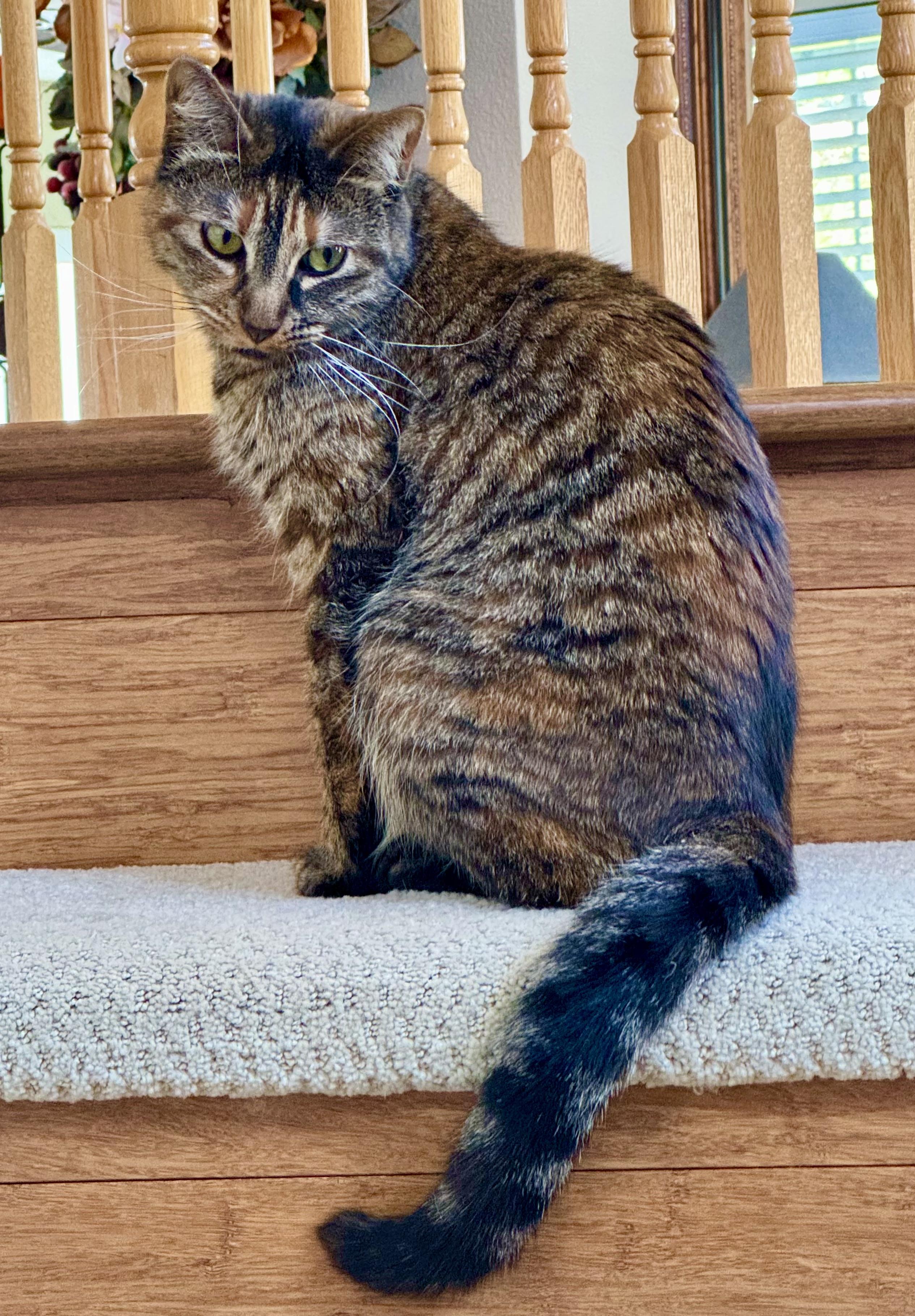 Gigi (loving / curious / playful), Adult Female unknown