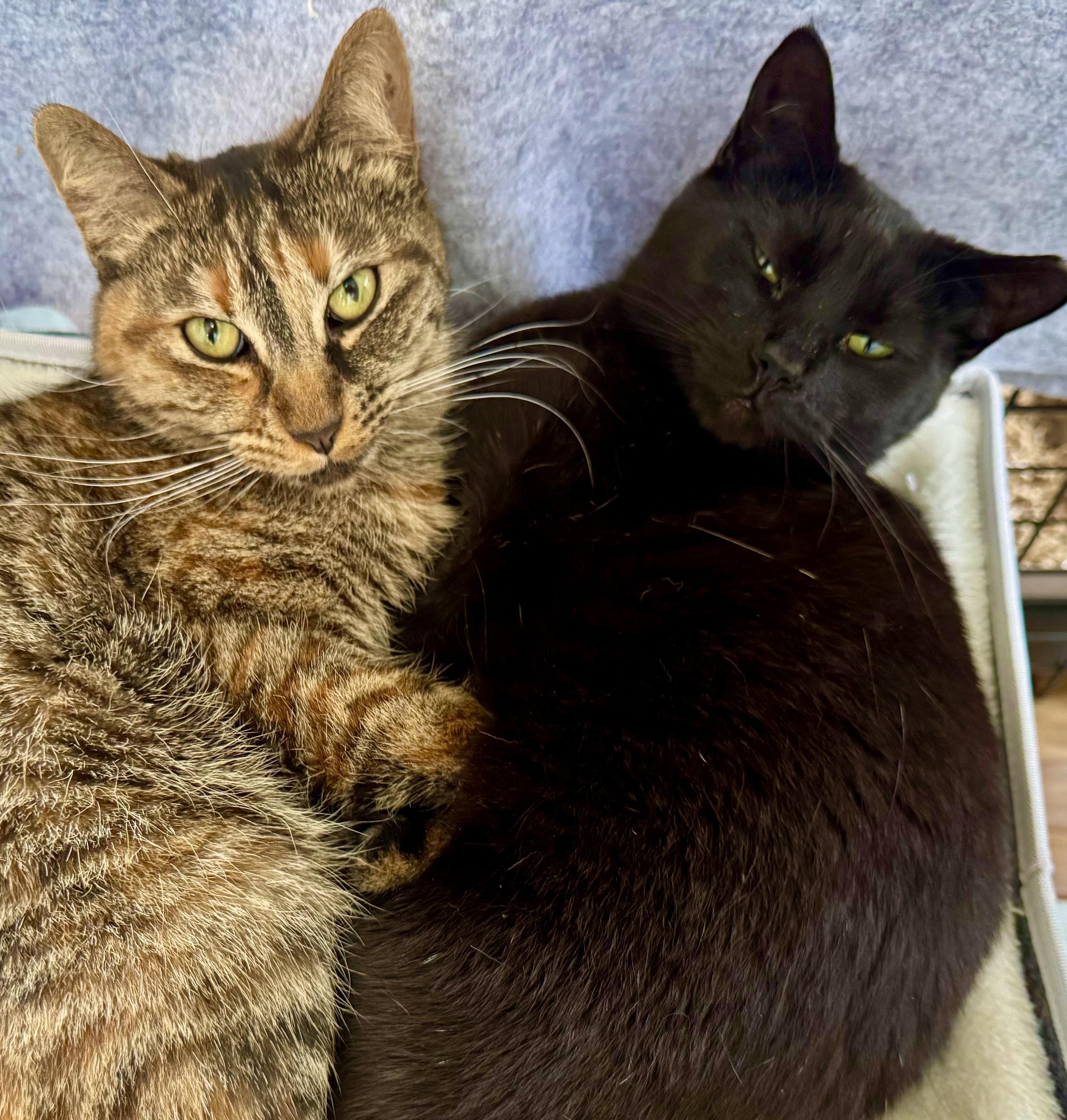 Enlarge Gigi (loving / curious / playful), a Adoptable mixed breed in San Jose, CA image 3/4