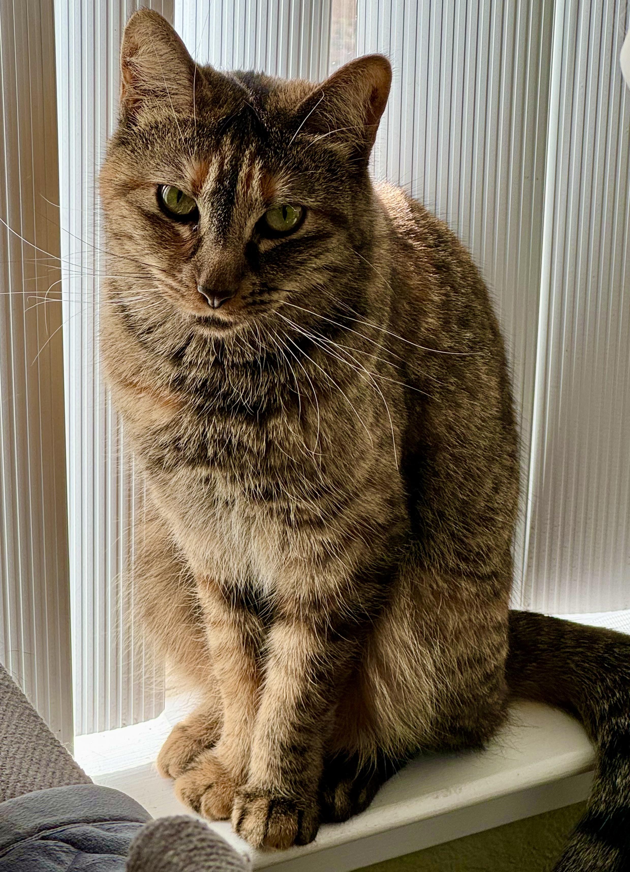 Enlarge Gigi (loving / curious / playful), a Adoptable mixed breed in San Jose, CA image 4/4