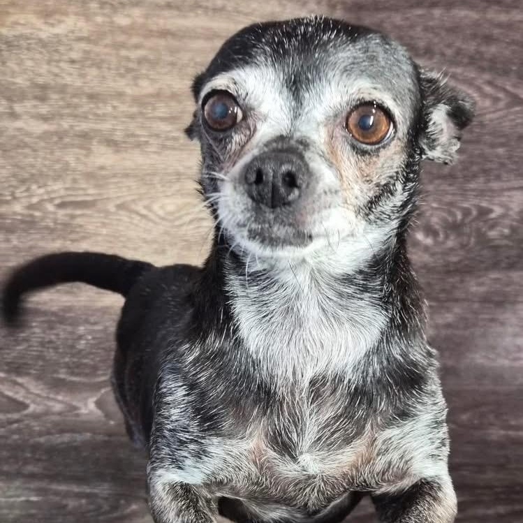 Enlarge Izzie, a ADOPTABLE mixed breed in Lubbock, TX image 2/3
