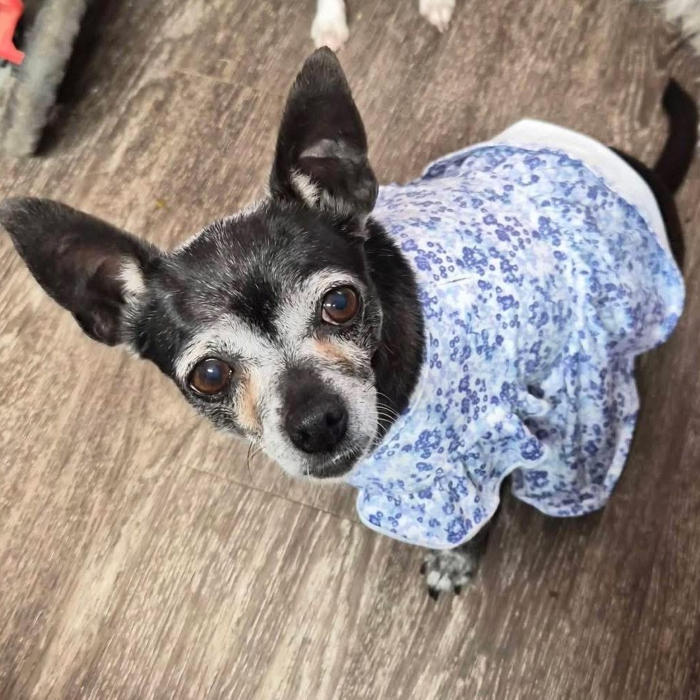 Izzie, ADOPTABLE, Senior Female Chihuahua.