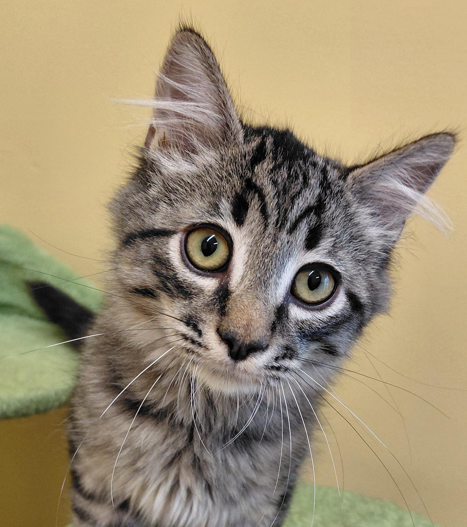 Enlarge Latte, a Adoptable Domestic Long Hair in Eugene, OR image 3/6