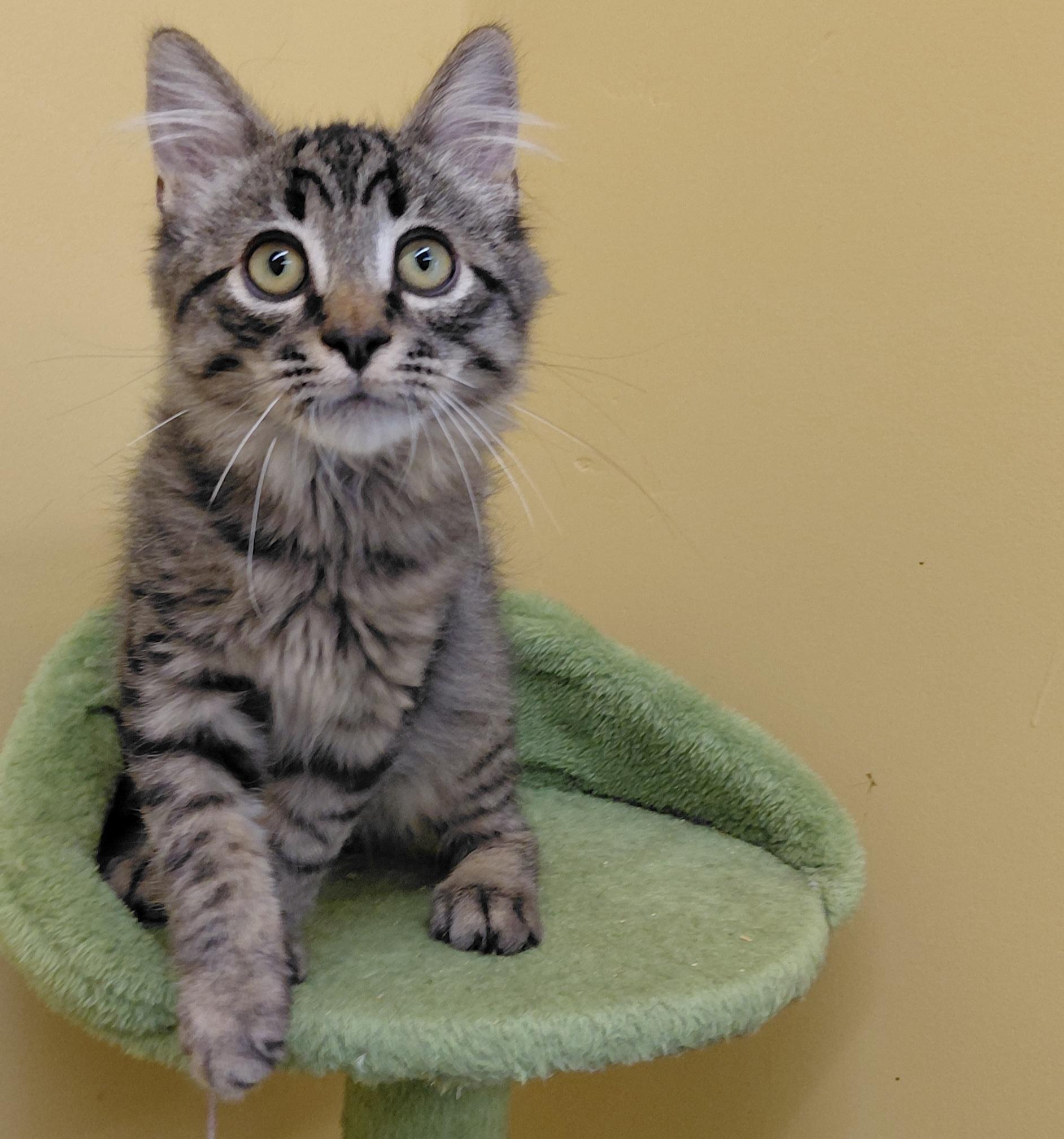 Enlarge Latte, a Adoptable Domestic Long Hair in Eugene, OR image 6/6