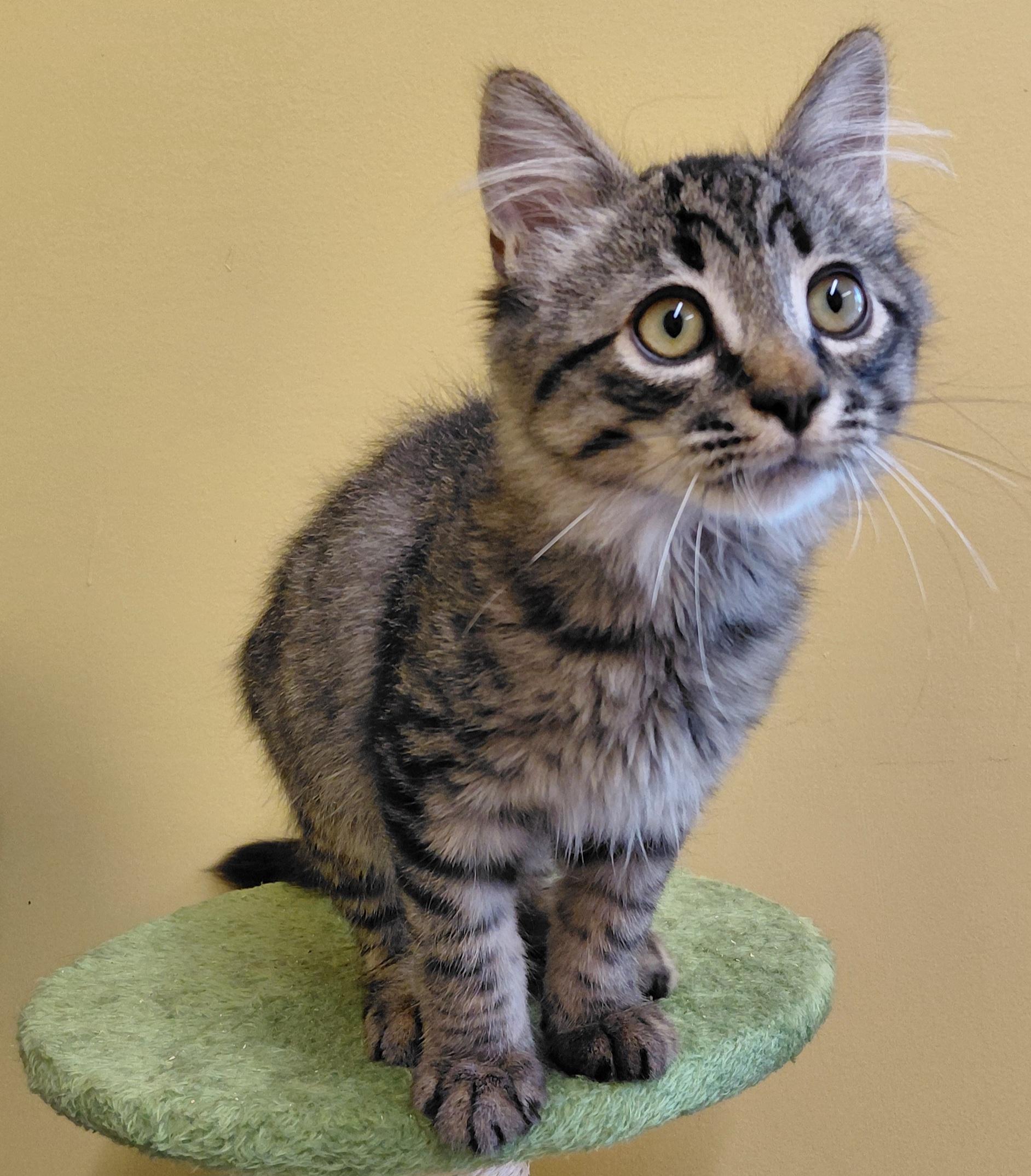 Enlarge Latte, a Adoptable Domestic Long Hair in Eugene, OR image 5/6