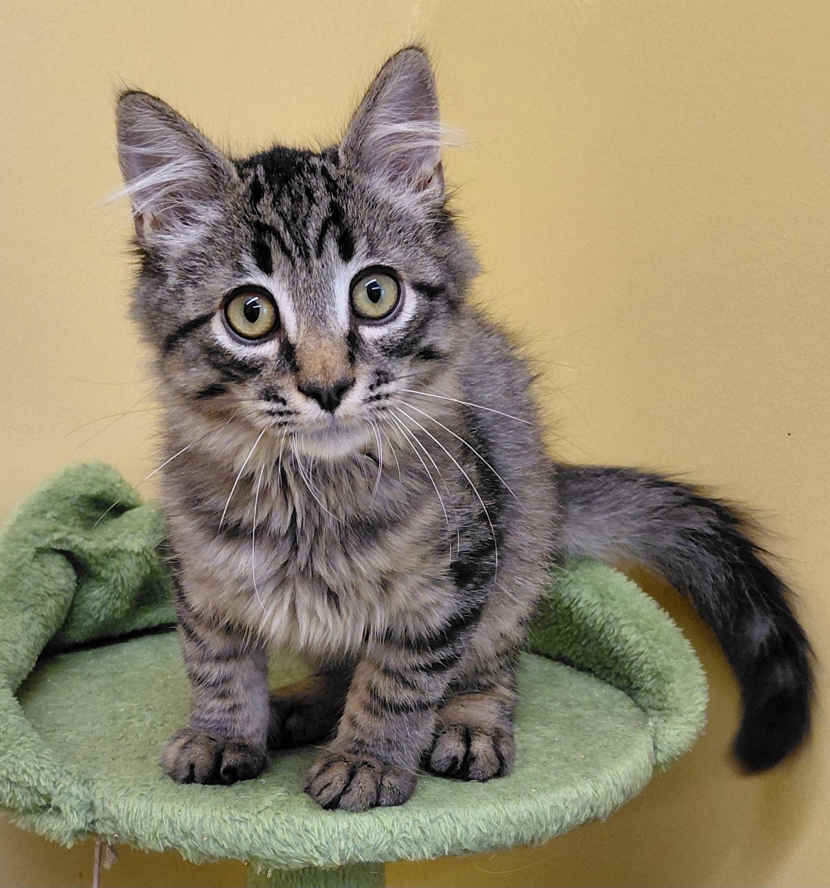 Latte, Adoptable, Kitten Male Domestic Long Hair.