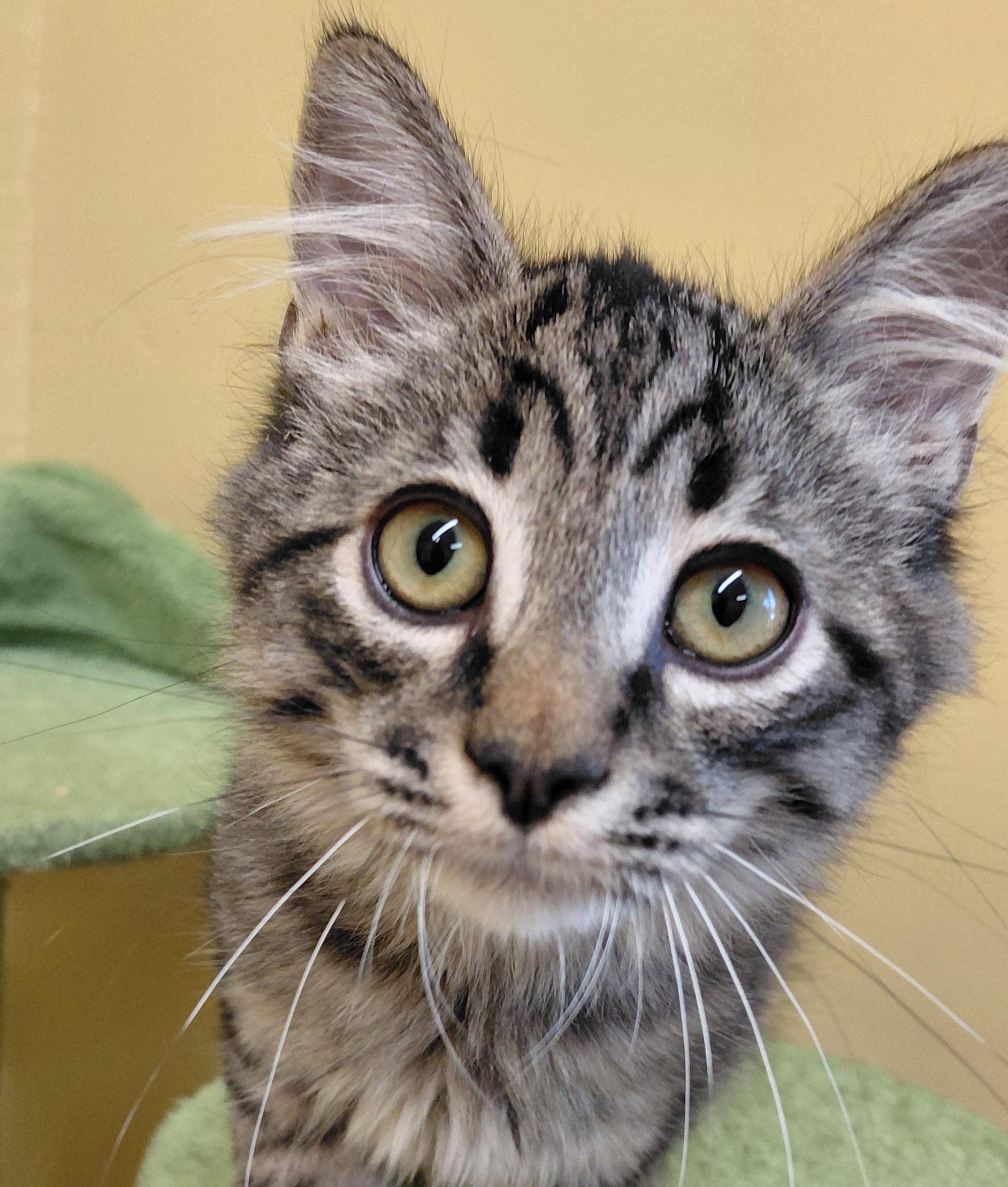 Enlarge Latte, a Adoptable Domestic Long Hair in Eugene, OR image 2/6