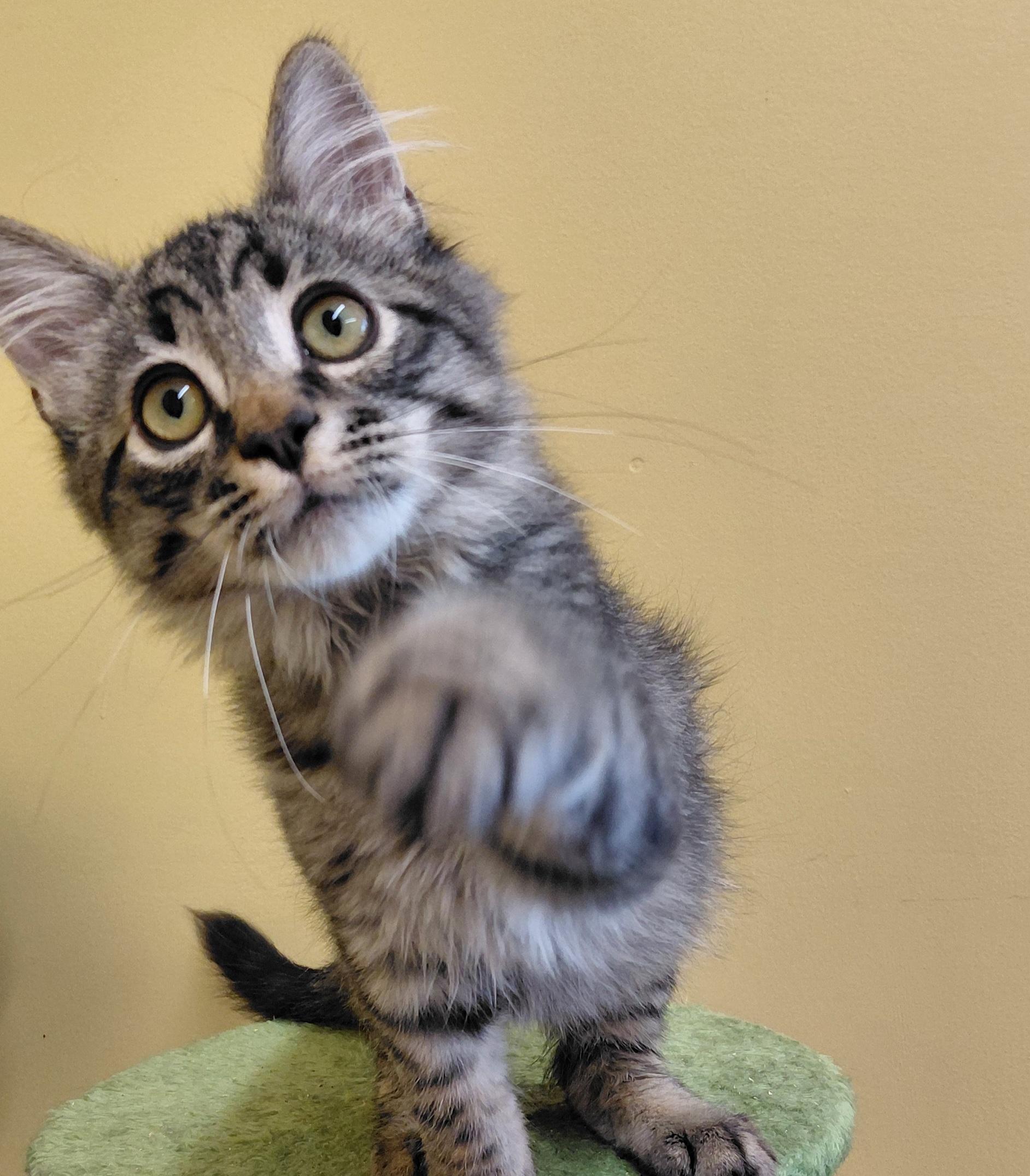 Enlarge Latte, a Adoptable Domestic Long Hair in Eugene, OR image 4/6