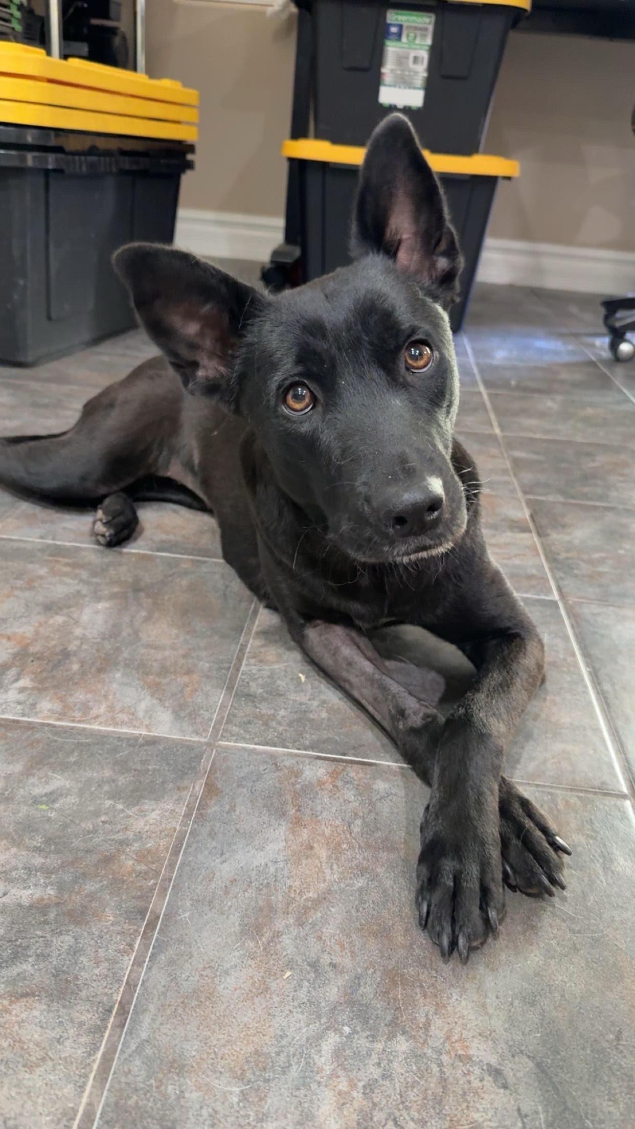Storm, ADOPTABLE, Adult Female Labrador Retriever.