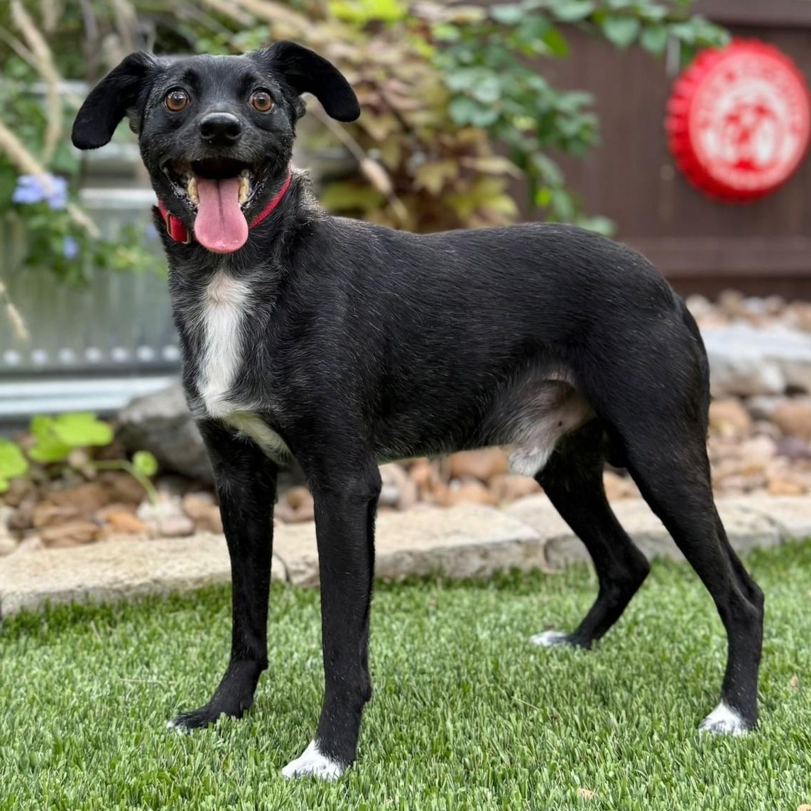 Ranger, Senior Male unknown