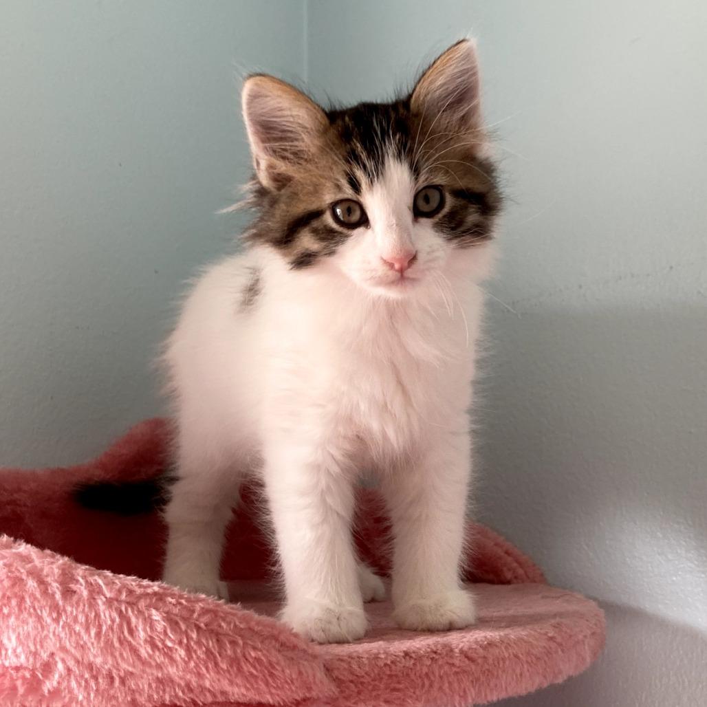Enlarge Marie (k2026), a Adoptable Domestic Short Hair in Skokie, IL image 5/6