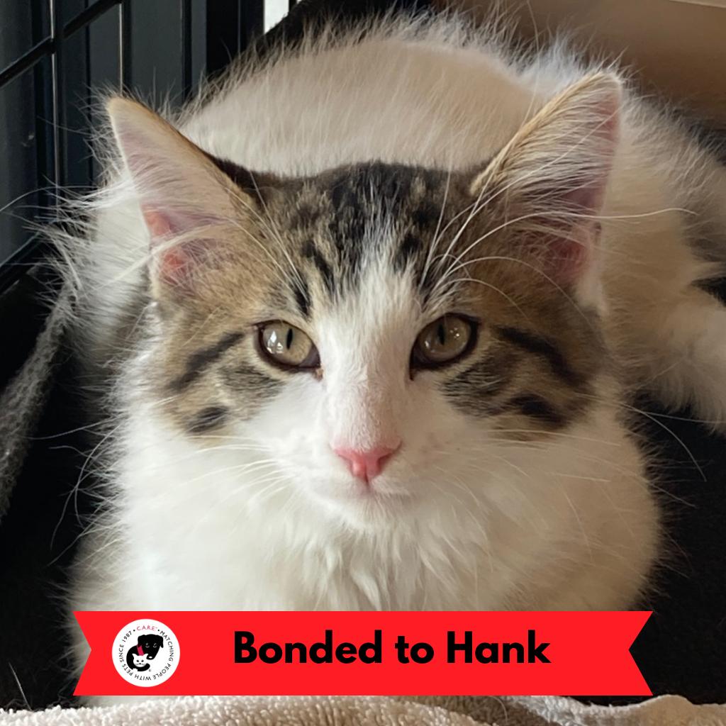 Enlarge Marie (k2026), a Adoptable Domestic Short Hair in Skokie, IL image 6/6