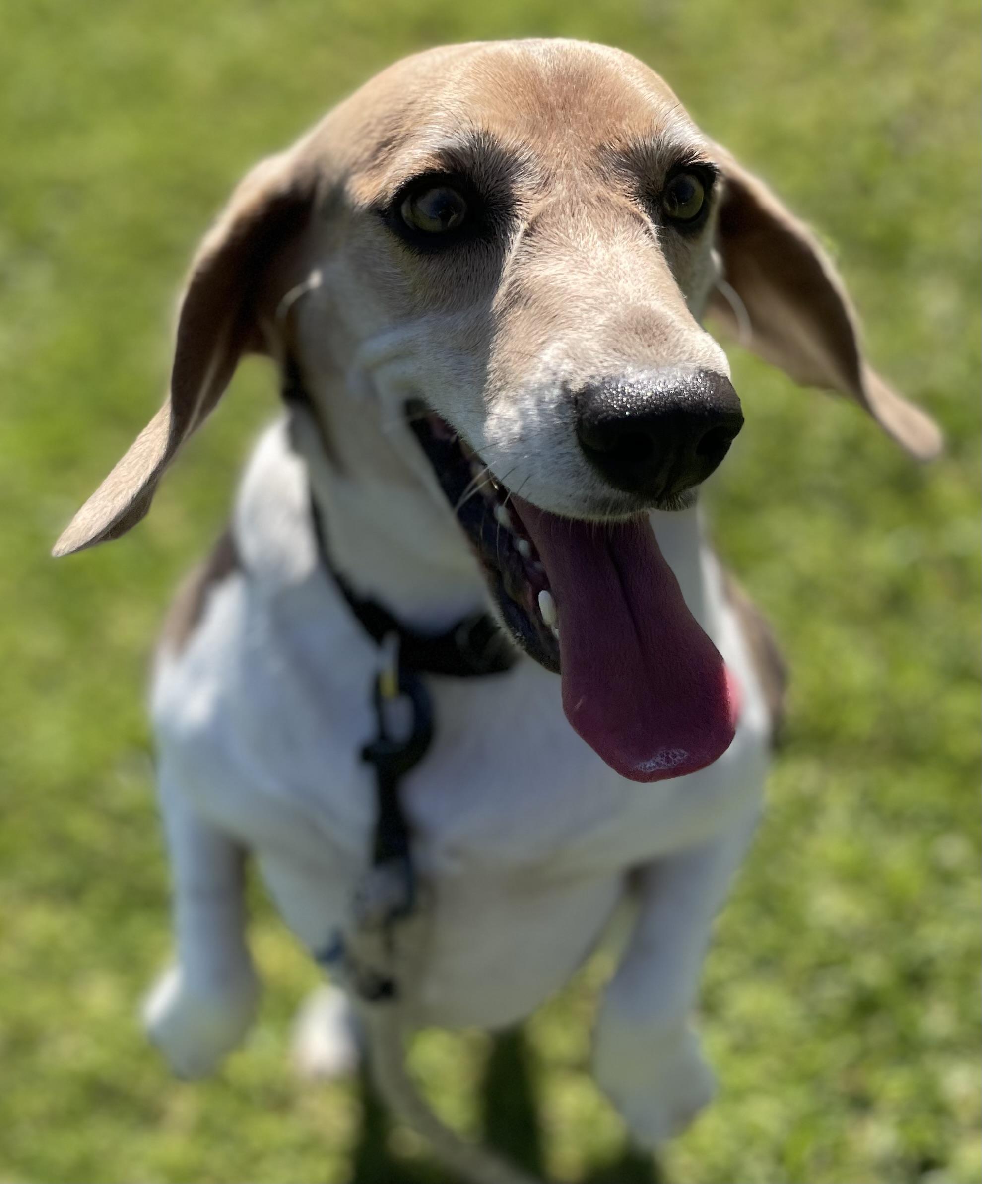 Enlarge Coco, a ADOPTABLE Beagle in San Ysidro, CA image 5/6