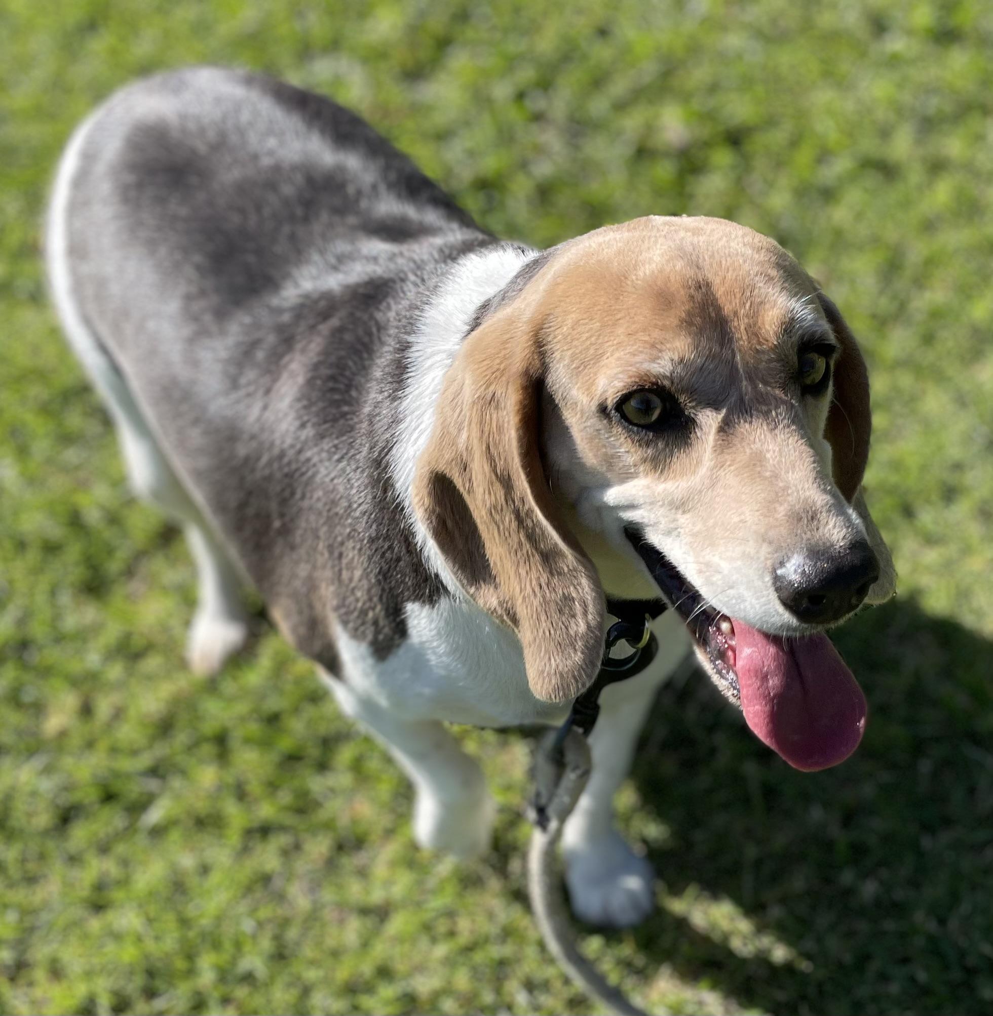 Enlarge Coco, a ADOPTABLE Beagle in San Ysidro, CA image 4/6