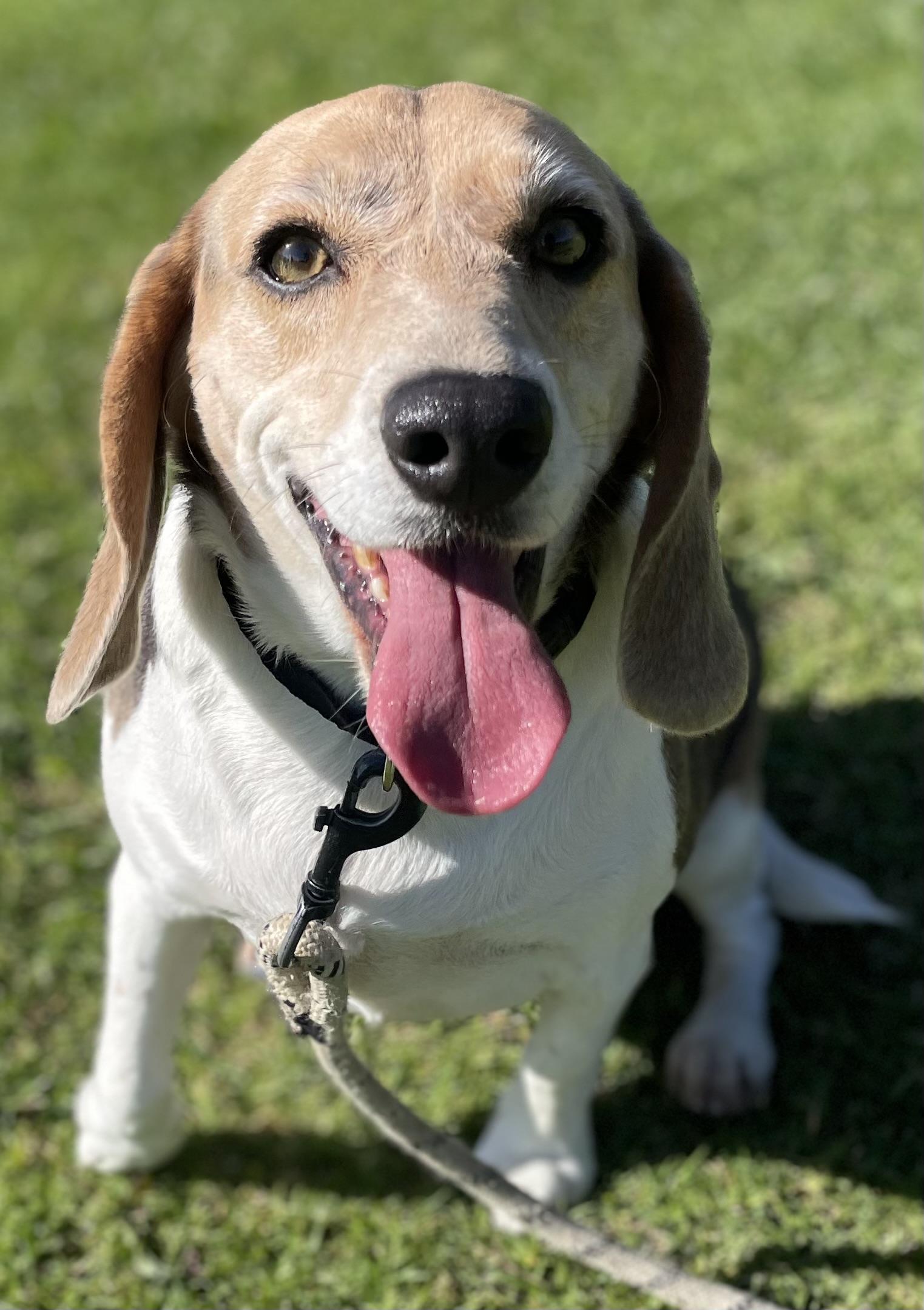 Coco, ADOPTABLE, Adult Female Beagle.