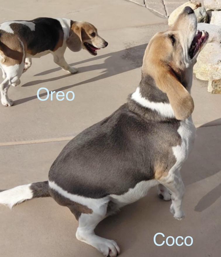 Enlarge Coco, a ADOPTABLE Beagle in San Ysidro, CA image 1/1