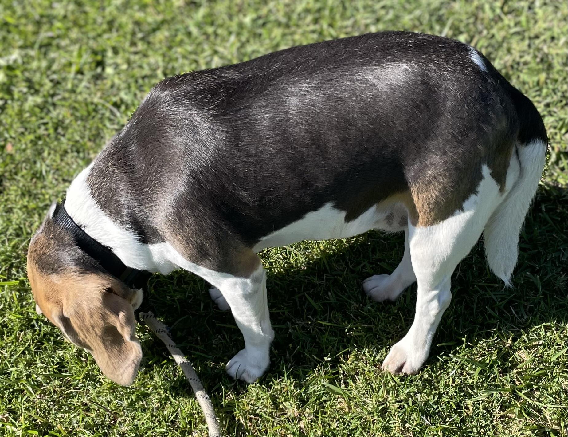 Enlarge Coco, a ADOPTABLE Beagle in San Ysidro, CA image 6/6