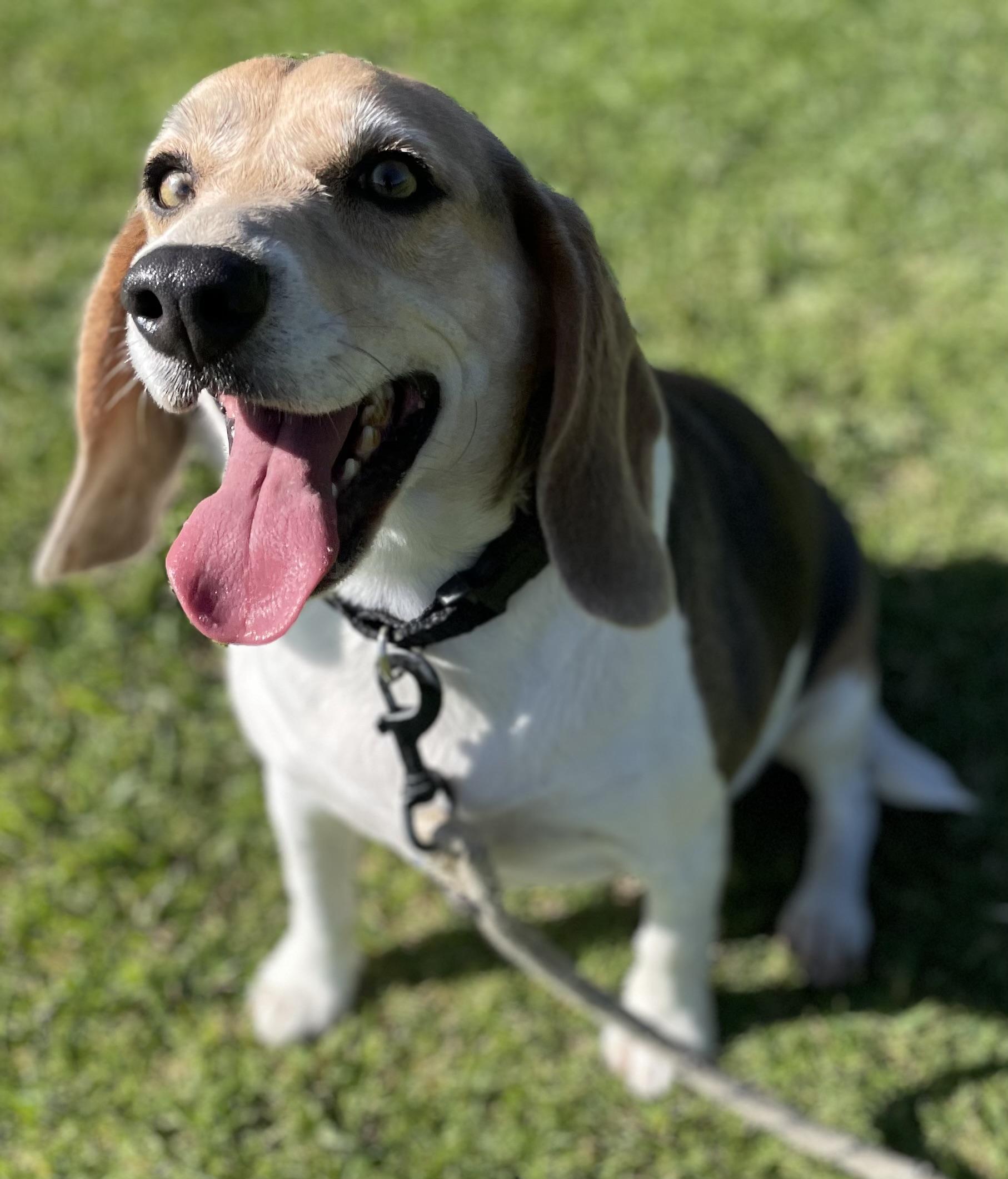 Enlarge Coco, a ADOPTABLE Beagle in San Ysidro, CA image 2/6