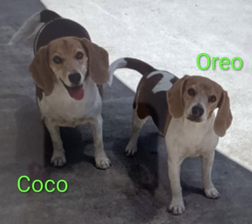 Enlarge Coco, a ADOPTABLE Beagle in San Ysidro, CA image 1/1