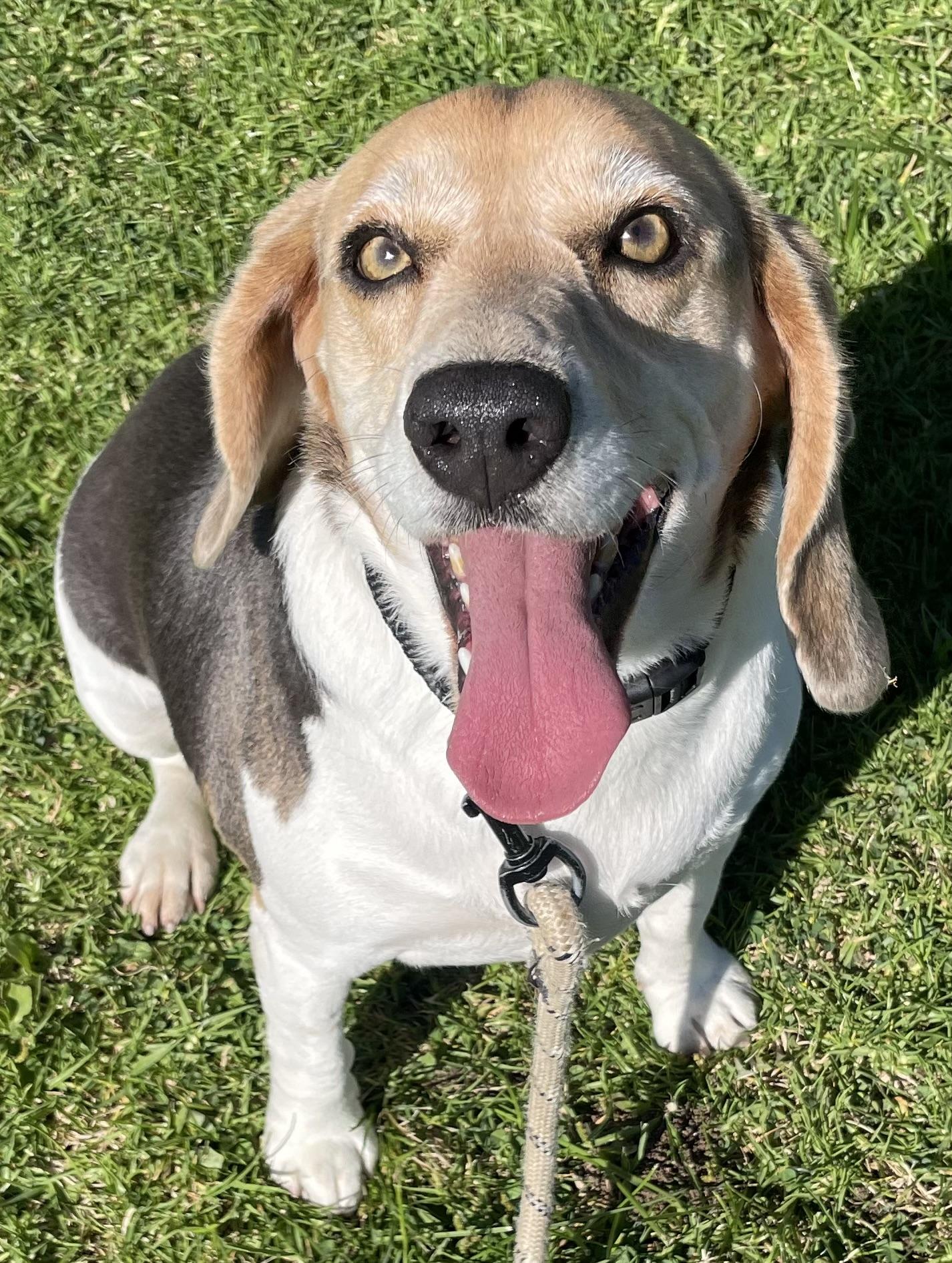 Enlarge Coco, a ADOPTABLE Beagle in San Ysidro, CA image 3/6
