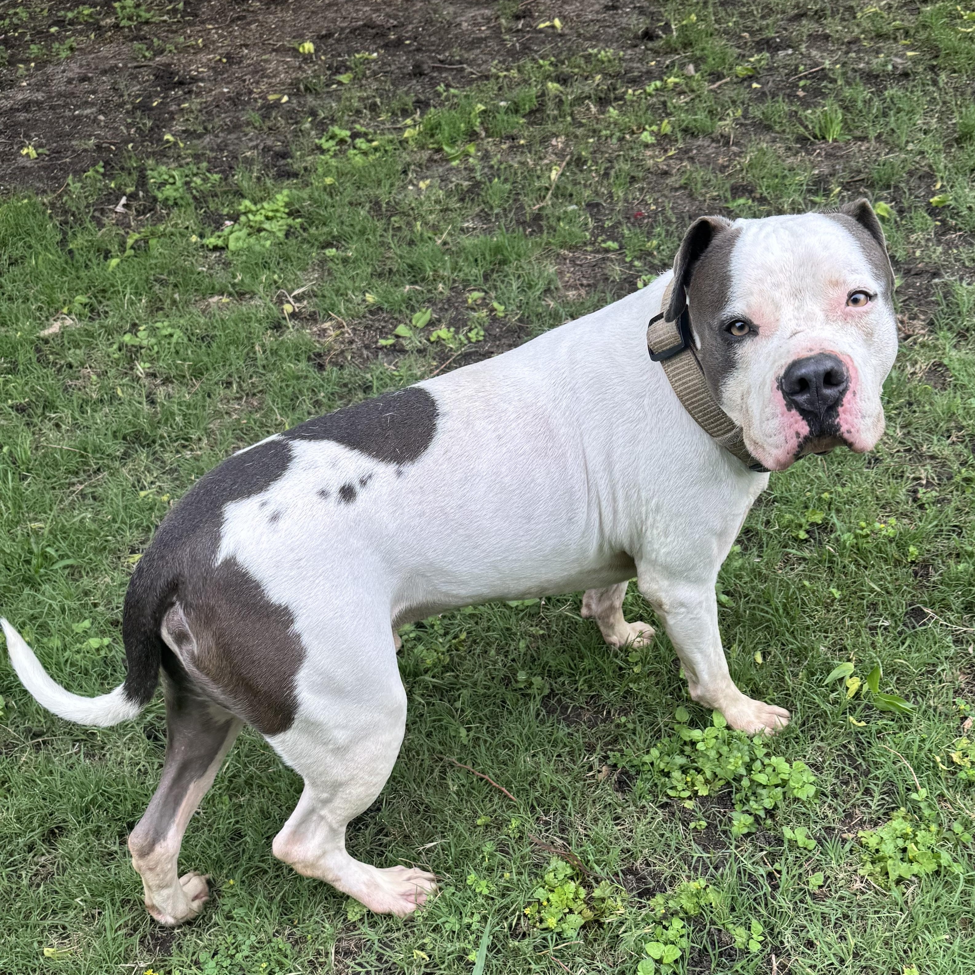 Enlarge Jimbo , a ADOPTABLE American Bulldog in Sherman, TX image 2/3