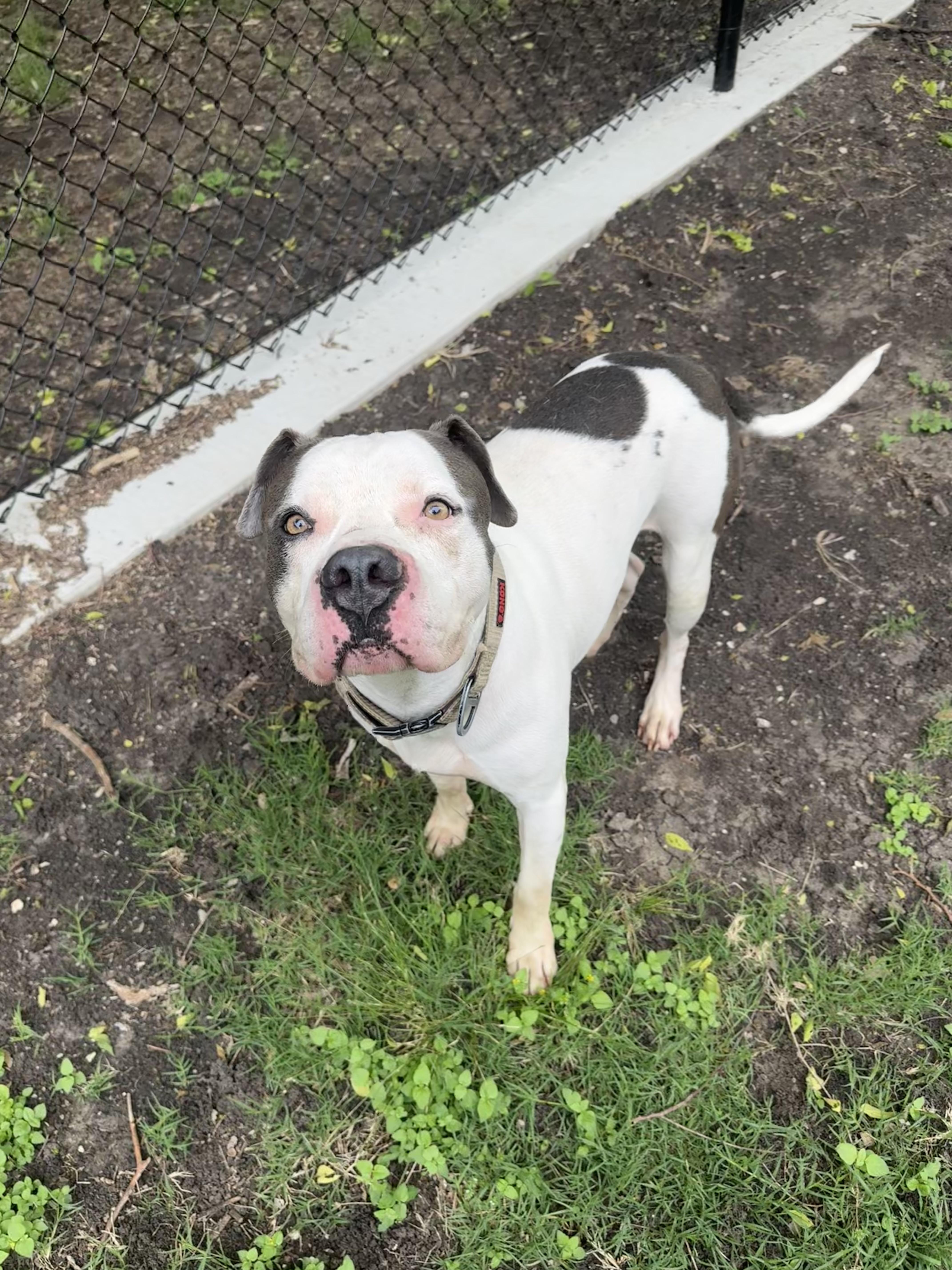 Jimbo , ADOPTABLE, Adult Female American Bulldog.