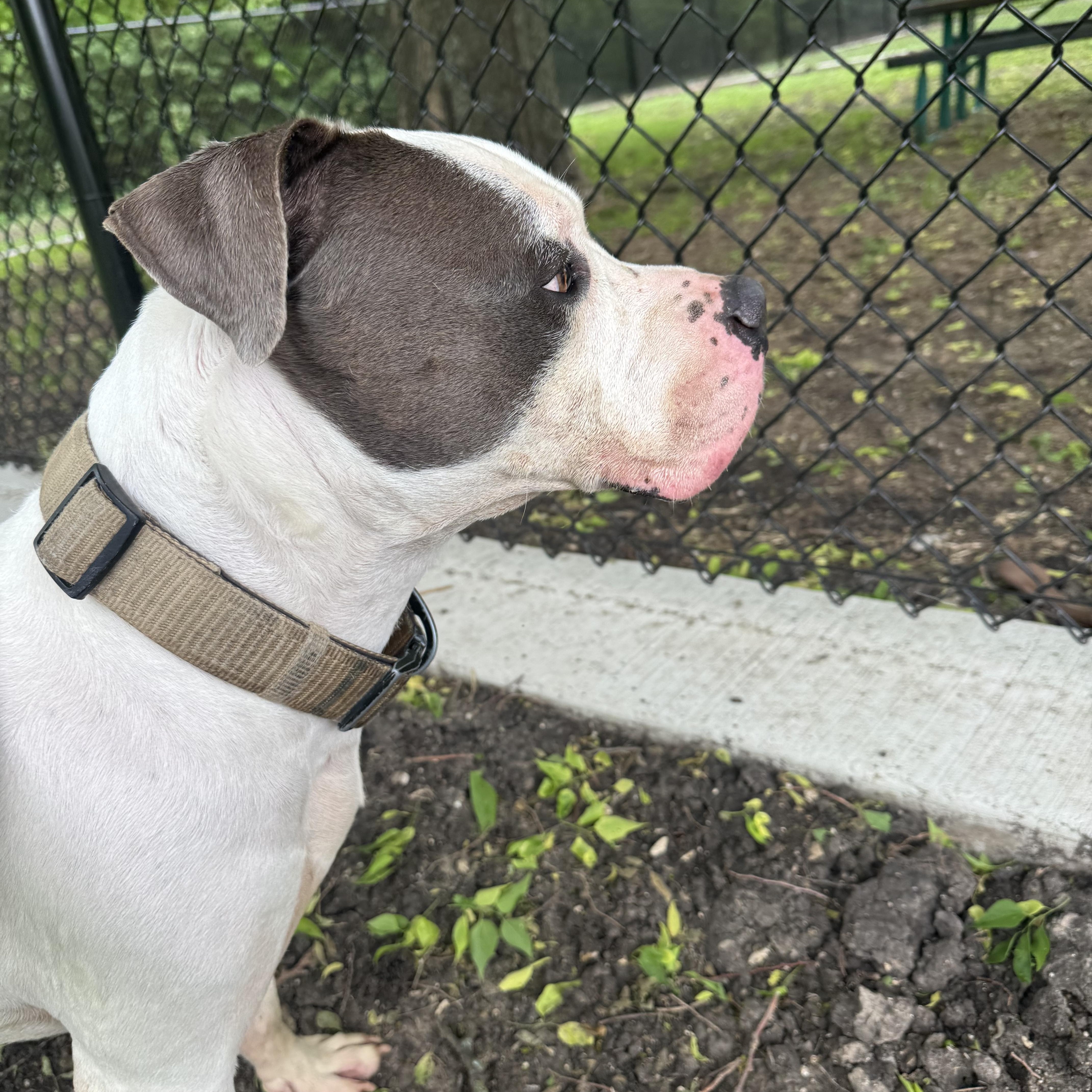Enlarge Jimbo , a ADOPTABLE American Bulldog in Sherman, TX image 3/3