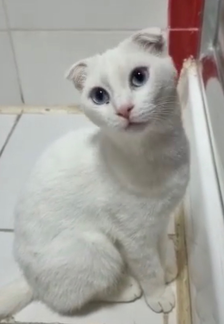 Enlarge Candy, a Adopted Scottish Fold in Snow Hill, MD image 1/10