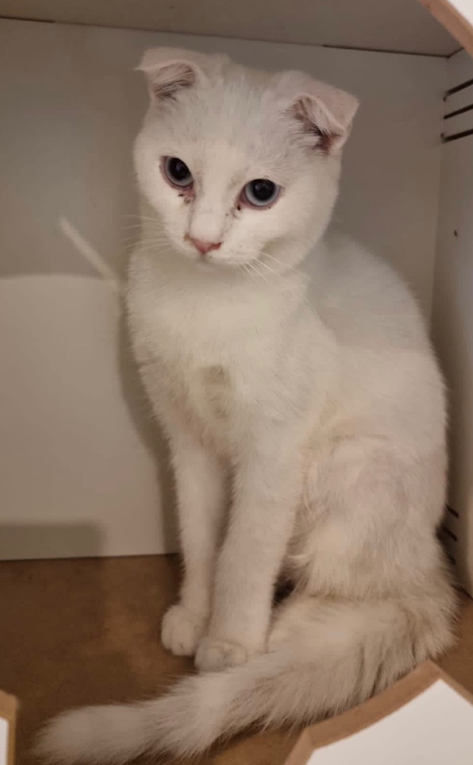 Enlarge Candy, a Adopted Scottish Fold in Snow Hill, MD image 2/10