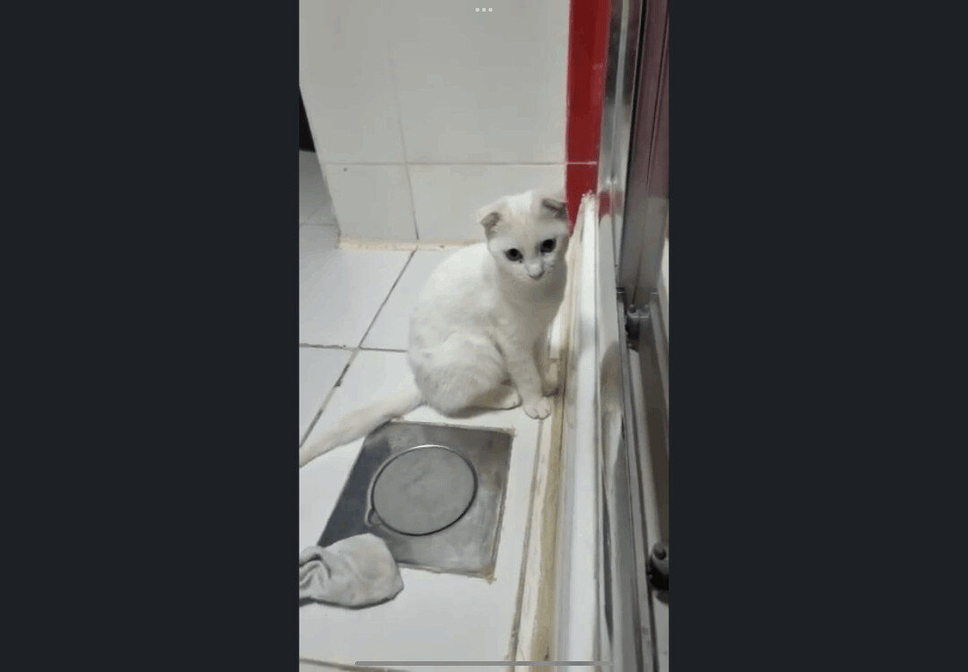 Enlarge Candy, a Adopted Scottish Fold in Snow Hill, MD image 4/10