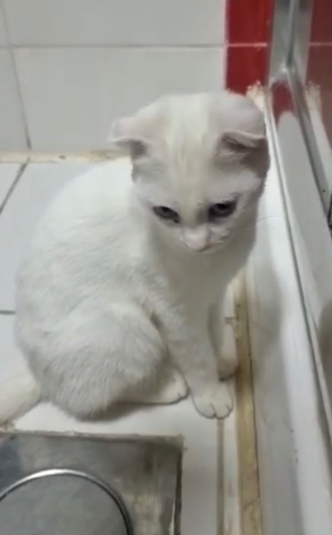 Enlarge Candy, a Adopted Scottish Fold in Snow Hill, MD image 5/10