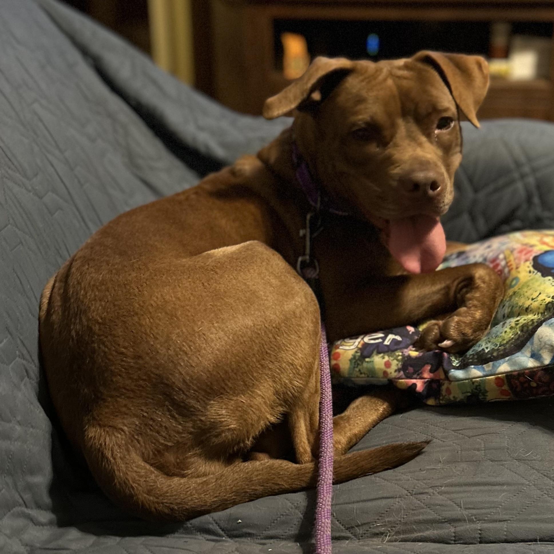 Enlarge Summer, a Adoptable mixed breed in South Plainfield, NJ image 4/6