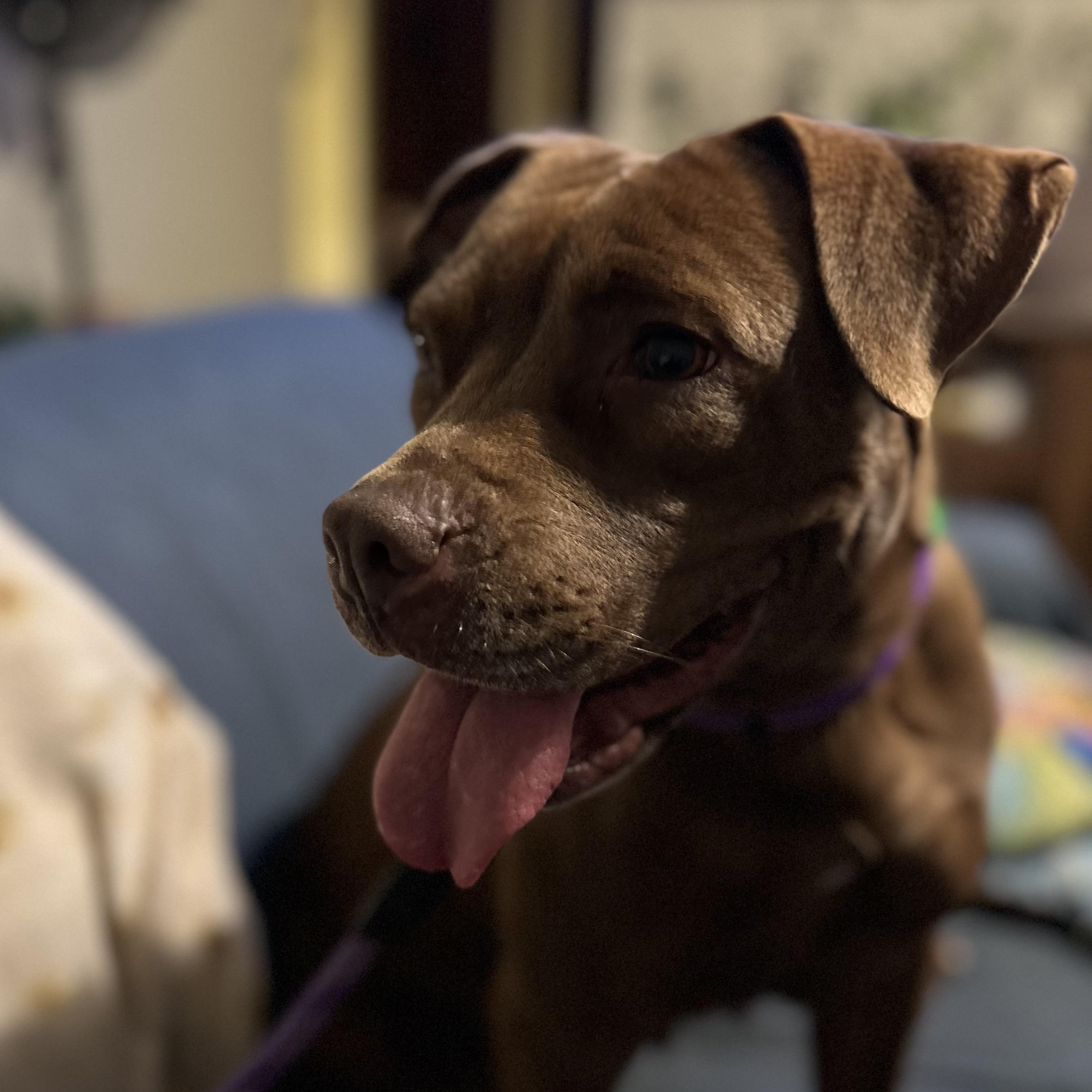 Enlarge Summer, a Adoptable mixed breed in South Plainfield, NJ image 2/6