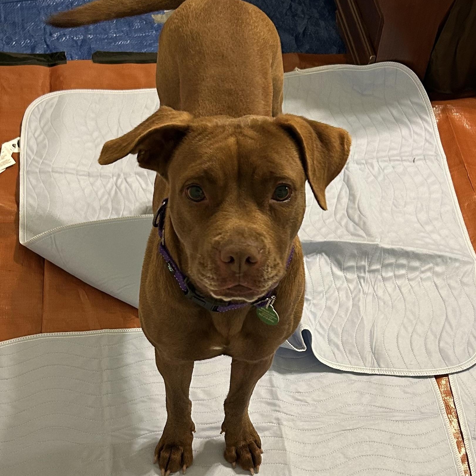 Enlarge Summer, a Adoptable mixed breed in South Plainfield, NJ image 1/6