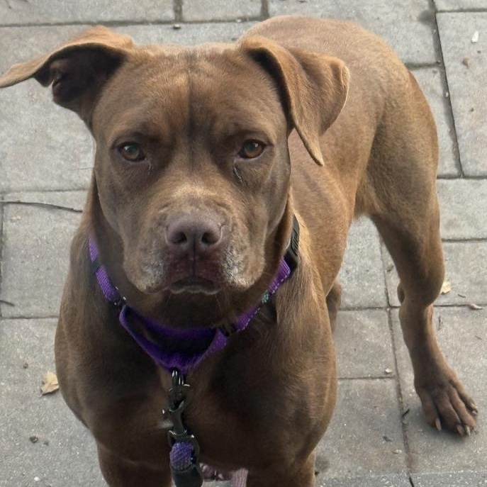 Enlarge Summer, a Adoptable mixed breed in South Plainfield, NJ image 3/6