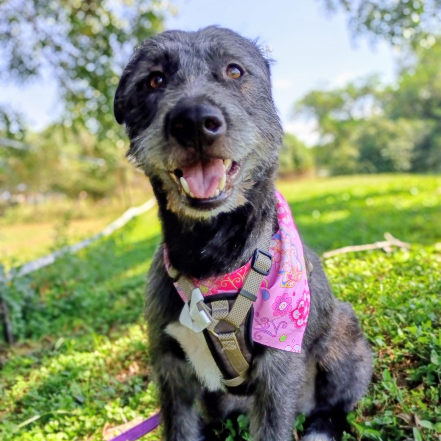 Enlarge Aggie, a Adoptable mixed breed in Rochester, NY image 5/6