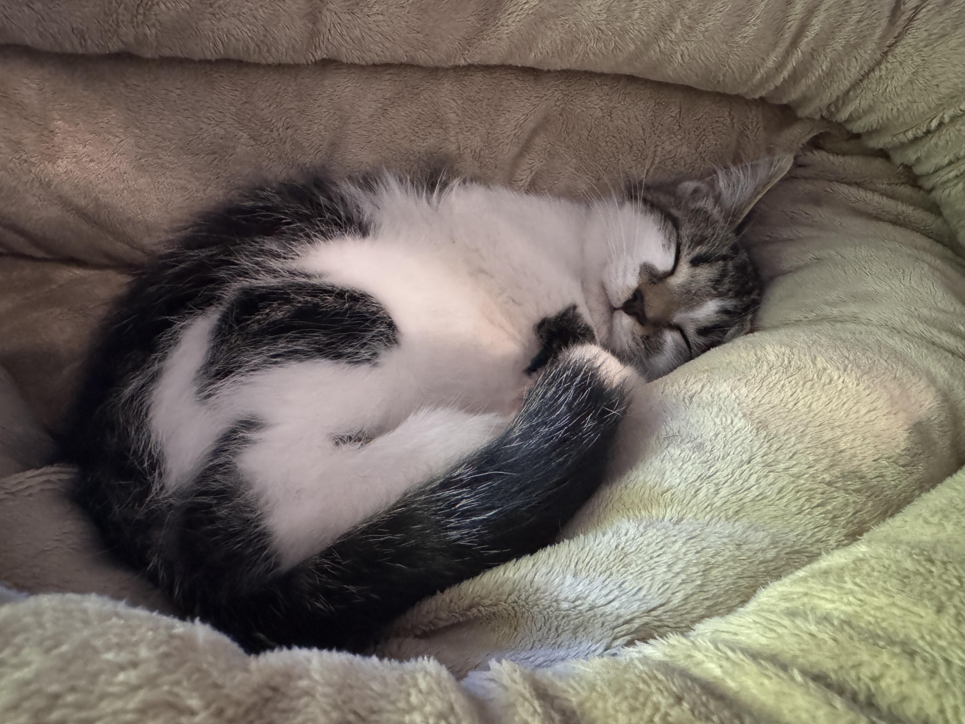 Enlarge Esther, a Adopted Domestic Short Hair in Wadsworth, OH image 5/6