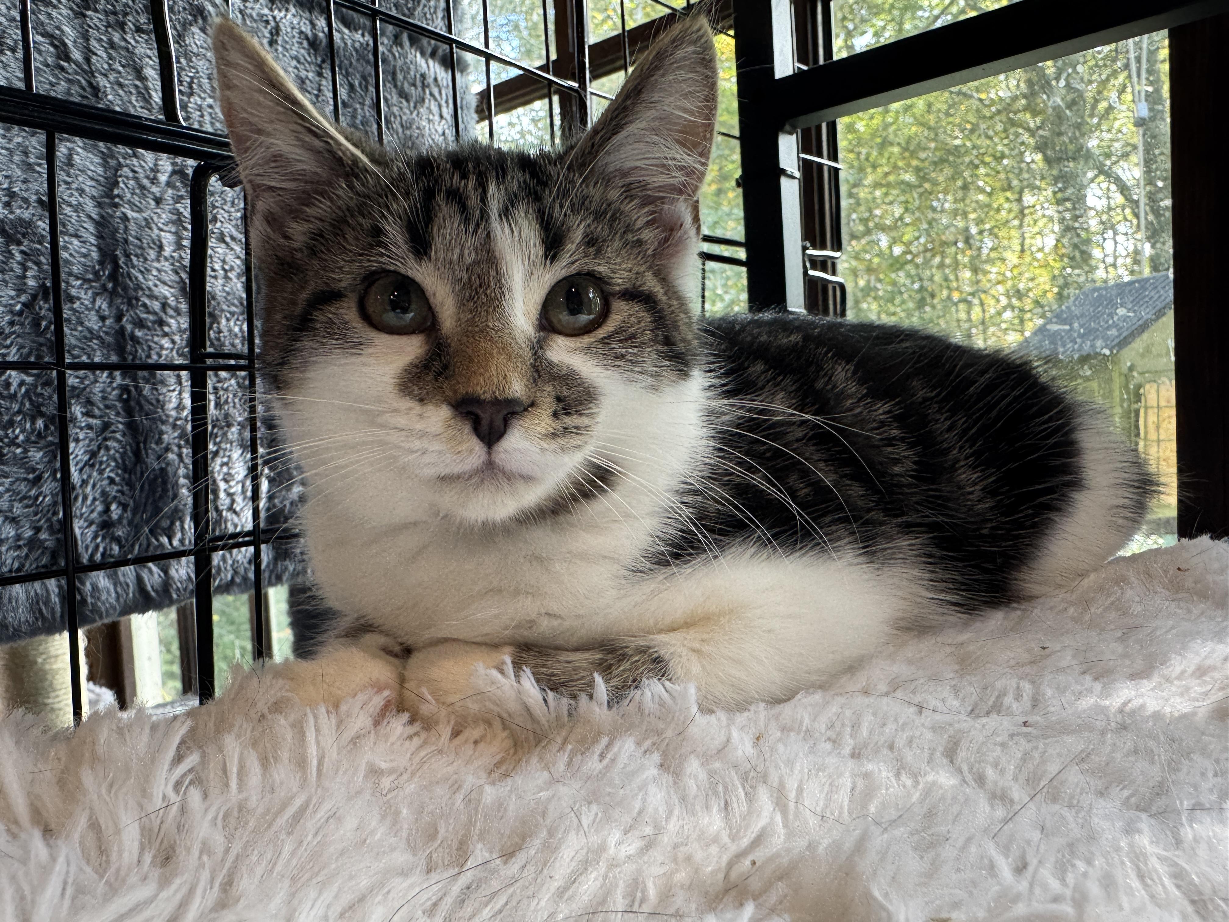 Esther, Adopted, Kitten Female Domestic Short Hair.