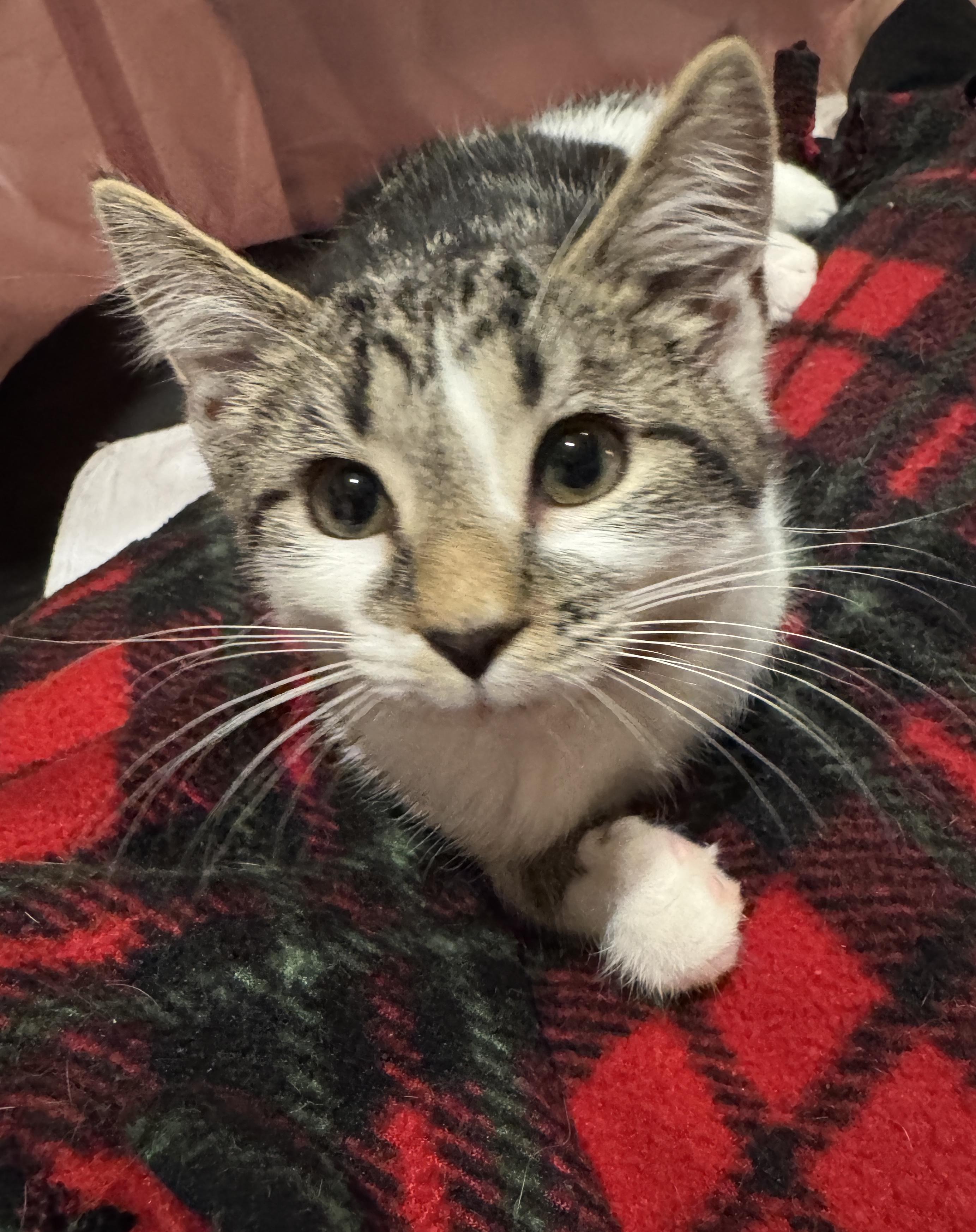 Enlarge Esther, a Adopted Domestic Short Hair in Wadsworth, OH image 3/6