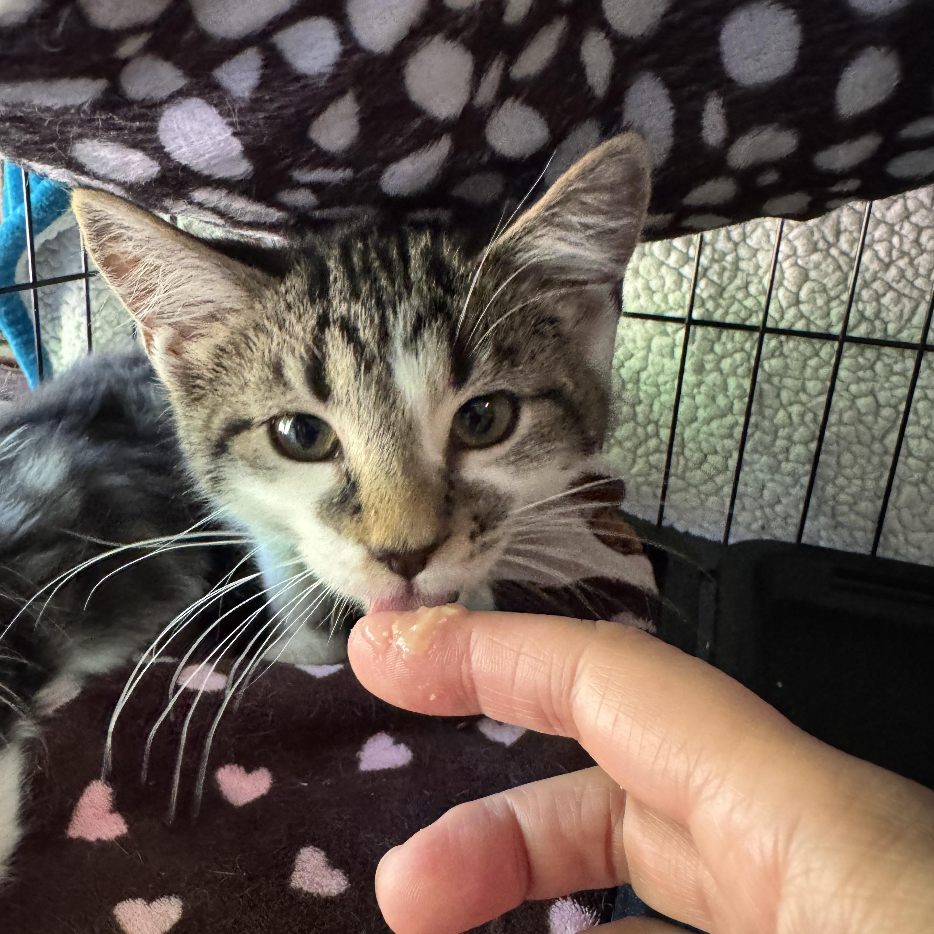 Enlarge Esther, a Adopted Domestic Short Hair in Wadsworth, OH image 4/6